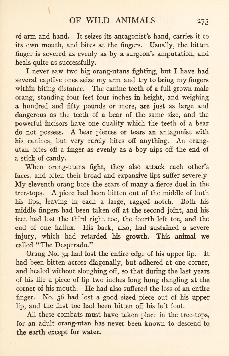 ^73 of arm and hand. It seizes its antagonist’s hand, carries it to its own mouth, and bites at the fingers. Usually, the bitten finger is severed as evenly as by a surgeon’s amputation, and heals quite as successfully. I never saw two big orang-utans fighting, but I have had several captive ones seize my arm and try to bring my fingers within biting distance. The canine teeth of a full grown male orang, standing four feet four inches in height, and weighing a hundred and fifty pounds or more, are just as large and dangerous as the teeth of a bear of the same size, and the powerful incisors have one quality which the teeth of a bear dc not possess. A bear pierces or tears an antagonist with his canines, but very rarely bites off anything. An orang- utan bites off a finger as evenly as a boy nips off the end of a stick of candy. When orang-utans fight, they also attack each other’s faces, and often their broad and expansive lips suffer severely. My eleventh orang bore the scars of many a fierce duel in the tree-tops. A piece had been bitten out of the middle of both his lips, leaving in each a large, ragged notch. Both his middle fingers had been taken off at the second joint, and his feet had lost the third right toe, the fourth left toe, and the end of one hallux. His back, also, had sustained a severe injury, which had retarded his growth. This animal we called “The Desperado.” Orang No. 34 had lost the entire edge of his upper lip. It had been bitten across diagonally, but adhered at one corner, and healed without sloughing off, so that during the last years of his life a piece of lip two inches long hung dangling at the corner of his mouth. He had also suffered the loss of an entire finger. No. 36 had lost a good sized piece out of his upper lip, and the first toe had been bitten off his left foot. All these combats must have taken place in the tree-tops, for an adult orang-utan has never been known to descend to the earth except for water.
