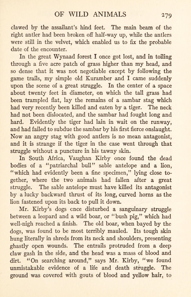 clawed by the assailant’s hind feet. The main beam of the right antler had been broken off half-way up, while the antlers were still in the velvet, which enabled us to fix the probable date of the encounter. In the great Wynaad forest I once got lost, and in toiling through a five acre patch of grass higher than my head, and so dense that it was not negotiable except by following the game trails, my simple old Kuramber and I came suddenly upon the scene of a great struggle. In the center of a space about twenty feet in diameter, on which the tall grass had been trampled fiat, lay the remains of a sambar stag which had very recently been killed and eaten by a tiger. The neck had not been dislocated, and the sambar had fought long and hard. Evidently the tiger had lain in wait on the runway, and had failed to subdue the sambar by his first fierce onslaught. Now an angry stag with good antlers is no mean antagonist, and it is strange if the tiger in the case went through that struggle without a puncture in his tawny skin. In South Africa, Vaughan Kirby once found the dead bodies of a “patriarchal bull” sable antelope and a lion, “ which had evidently been a fine specimen,” lying close to- gether, where the two animals had fallen after a great struggle. The sable antelope must have killed its antagonist by a lucky backward thrust of its long, curved horns as the lion fastened upon its back to pull it down. Mr. Kirby’s dogs cnce disturbed a sanguinary struggle between a leopard and a wild boar, or “bush pig,” which had well-nigh reached a finish. The old boar, when bayed by the dogs, was found to be most terribly mauled. Its tough skin hung literally in shreds from its neck and shoulders, presenting ghastly open wounds. The entrails protruded from a deep claw gash in the side, and the head was a mass of blood and dirt. “On searching around,” says Mr. Kirby, “we found unmistakable evidence of a life and death struggle. The ground was covered with gouts of blood and yellow hair, to