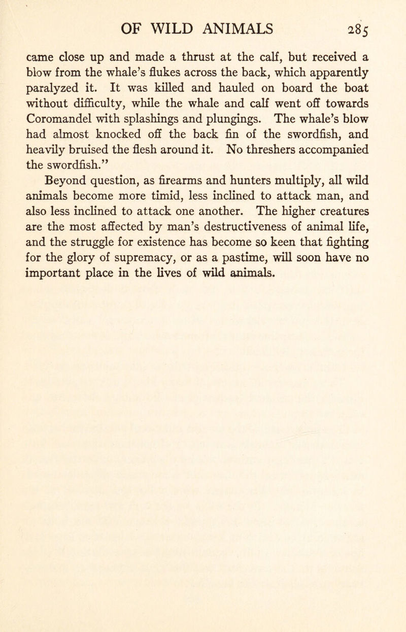 came close up and made a thrust at the calf, but received a blow from the whale’s flukes across the back, which apparently paralyzed it. It was killed and hauled on board the boat without difficulty, while the whale and calf went off towards Coromandel with splashings and plungings. The whale’s blow had almost knocked off the back fin of the swordfish, and heavily bruised the flesh around it. No threshers accompanied the swordfish.” Beyond question, as firearms and hunters multiply, all wild animals become more timid, less inclined to attack man, and also less inclined to attack one another. The higher creatures are the most affected by man’s destructiveness of animal life, and the struggle for existence has become so keen that fighting for the glory of supremacy, or as a pastime, will soon have no important place in the lives of wild animals.