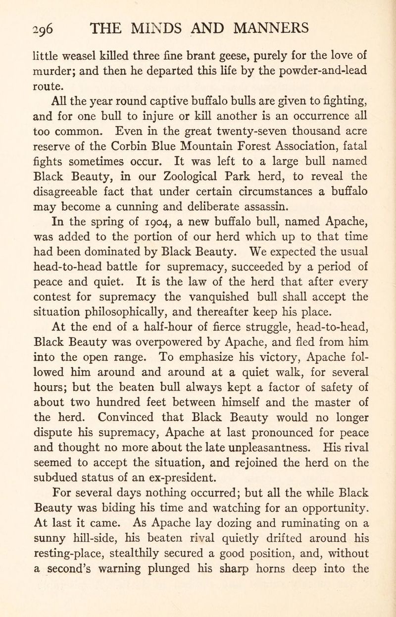 little weasel killed three fine brant geese, purely for the love of murder; and then he departed this life by the powder-and-lead route. All the year round captive buffalo bulls are given to fighting, and for one bull to injure or kill another is an occurrence all too common. Even in the great twenty-seven thousand acre reserve of the Corbin Blue Mountain Forest Association, fatal fights sometimes occur. It was left to a large bull named Black Beauty, in our Zoological Park herd, to reveal the disagreeable fact that under certain circumstances a buffalo may become a cunning and deliberate assassin. In the spring of 1904, a new buffalo bull, named Apache, was added to the portion of our herd which up to that time had been dominated by Black Beauty. We expected the usual head-to-head battle for supremacy, succeeded by a period of peace and quiet. It is the law of the herd that after every contest for supremacy the vanquished bull shall accept the situation philosophically, and thereafter keep his place. At the end of a half-hour of fierce struggle, head-to-head, Black Beauty was overpowered by Apache, and fled from him into the open range. To emphasize his victory, Apache fol- lowed him around and around at a quiet walk, for several hours; but the beaten bull always kept a factor of safety of about two hundred feet between himself and the master of the herd. Convinced that Black Beauty would no longer dispute his supremacy, Apache at last pronounced for peace and thought no more about the late unpleasantness. His rival seemed to accept the situation, and rejoined the herd on the subdued status of an ex-president. For several days nothing occurred; but all the while Black Beauty was biding his time and watching for an opportunity. At last it came. As Apache lay dozing and ruminating on a sunny hill-side, his beaten rival quietly drifted around his resting-place, stealthily secured a good position, and, without a second’s warning plunged his sharp horns deep into the