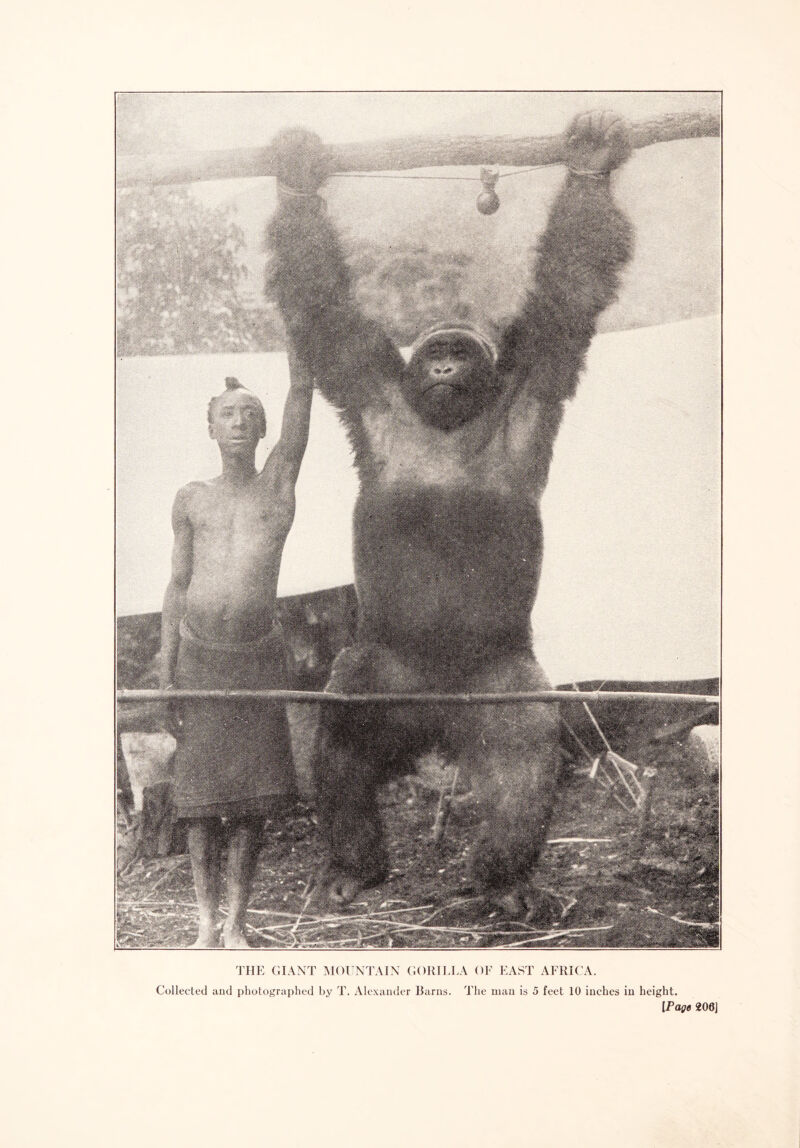 THE GIANT MOUNTAIN GORILLA OF EAST AFRICA. Collected and photographed by T. Alexander Barns. The man is 5 feet 10 inches in height. [Page 200]