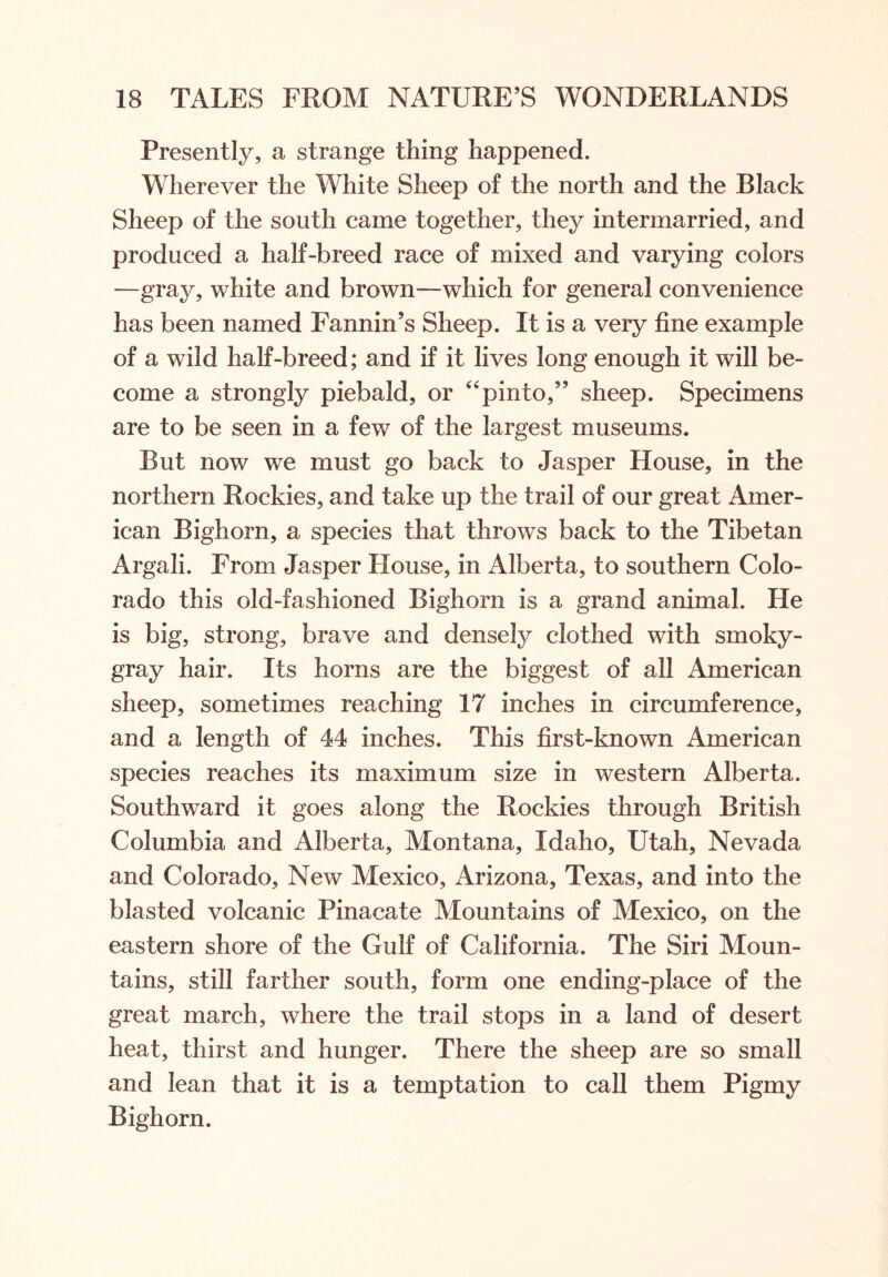 Presently, a strange thing happened. Wherever the White Sheep of the north and the Black Sheep of the south came together, they intermarried, and produced a half-breed race of mixed and varying colors —gray, white and brown—which for general convenience has been named Fannin’s Sheep. It is a very fine example of a wild half-breed; and if it lives long enough it will be- come a strongly piebald, or “pinto,” sheep. Specimens are to be seen in a few of the largest museums. But now we must go back to Jasper House, in the northern Rockies, and take up the trail of our great Amer- ican Bighorn, a species that throws back to the Tibetan Argali. From Jasper House, in Alberta, to southern Colo- rado this old-fashioned Bighorn is a grand animal. He is big, strong, brave and densely clothed with smoky- gray hair. Its horns are the biggest of all American sheep, sometimes reaching 17 inches in circumference, and a length of 44 inches. This first-known American species reaches its maximum size in western Alberta. Southward it goes along the Rockies through British Columbia and Alberta, Montana, Idaho, Utah, Nevada and Colorado, New Mexico, Arizona, Texas, and into the blasted volcanic Pinacate Mountains of Mexico, on the eastern shore of the Gulf of California. The Siri Moun- tains, still farther south, form one ending-place of the great march, where the trail stops in a land of desert heat, thirst and hunger. There the sheep are so small and lean that it is a temptation to call them Pigmy Bighorn.