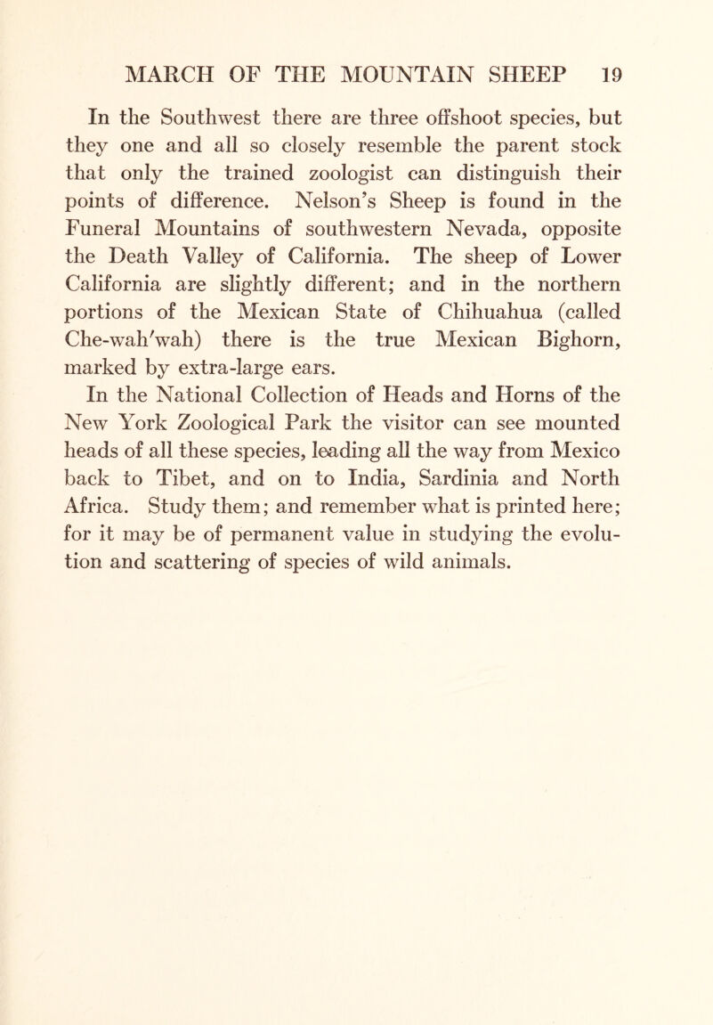 In the Southwest there are three offshoot species, but they one and all so closely resemble the parent stock that only the trained zoologist can distinguish their points of difference. Nelson’s Sheep is found in the Funeral Mountains of southwestern Nevada, opposite the Death Valley of California. The sheep of Lower California are slightly different; and in the northern portions of the Mexican State of Chihuahua (called Che-wah;wah) there is the true Mexican Bighorn, marked by extra-large ears. In the National Collection of Heads and Horns of the New York Zoological Park the visitor can see mounted heads of all these species, leading all the way from Mexico back to Tibet, and on to India, Sardinia and North Africa. Study them; and remember what is printed here; for it may be of permanent value in studying the evolu- tion and scattering of species of wild animals.