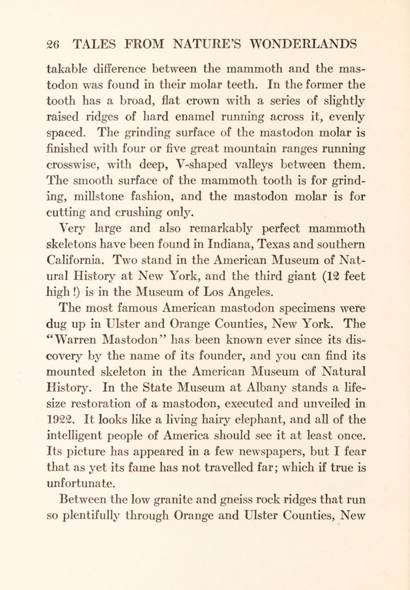 takable difference between the mammoth and the mas- todon was found in their molar teeth. In the former the tooth has a broad, flat crown with a series of slightly raised ridges of hard enamel running across it, evenly spaced. The grinding surface of the mastodon molar is finished with four or five great mountain ranges running crosswise, with deep, V-shaped valleys between them. The smooth surface of the mammoth tooth is for grind- ing, millstone fashion, and the mastodon molar is for cutting and crushing only. Very large and also remarkably perfect mammoth skeletons have been found in Indiana, Texas and southern California. Two stand in the American Museum of Nat- ural History at New York, and the third giant (12 feet high !) is in the Museum of Los Angeles. The most famous American mastodon specimens were dug up in Ulster and Orange Counties, New York. The “Warren Mastodon” has been known ever since its dis- covery by the name of its founder, and you can find its mounted skeleton in the American Museum of Natural History. In the State Museum at Albany stands a life- size restoration of a mastodon, executed and unveiled in 1922. It looks like a living hairy elephant, and all of the intelligent people of America should see it at least once. Its picture has appeared in a few newspapers, but I fear that as yet its fame has not travelled far; which if true is unfortunate. Between the low granite and gneiss rock ridges that run so plentifully through Orange and Ulster Counties, New