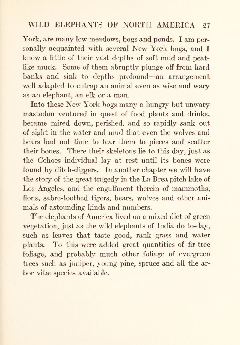 York, are many low meadows, bogs and ponds. I am per- sonally acquainted with several New York bogs, and I know a little of their vast depths of soft mud and peat- like muck. Some of them abruptly plunge off from hard banks and sink to depths profound—an arrangement well adapted to entrap an animal even as wise and wary as an elephant, an elk or a man. Into these New York bogs many a hungry but unwary mastodon ventured in quest of food plants and drinks, became mired down, perished, and so rapidly sank out of sight in the water and mud that even the wolves and bears had not time to tear them to pieces and scatter their bones. There their skeletons lie to this day, just as the Cohoes individual lay at rest until its bones were found by ditch-diggers. In another chapter we will have the story of the great tragedy in the La Brea pitch lake of Los Angeles, and the engulfment therein of mammoths, lions, sabre-toothed tigers, bears, wolves and other ani- mals of astounding kinds and numbers. The elephants of America lived on a mixed diet of green vegetation, just as the wild elephants of India do to-day, such as leaves that taste good, rank grass and water plants. To this were added great quantities of fir-tree foliage, and probably much other foliage of evergreen trees such as juniper, young pine, spruce and all the ar- bor vitae species available.