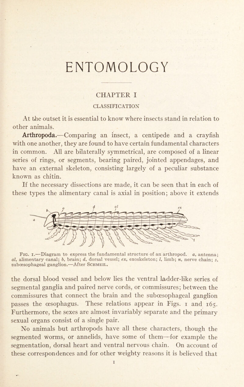 ENTOMOLOGY CHAPTER I CLASSIFICATION At the outset it is essential to know where insects stand in relation to other animals. Arthropoda.—Comparing an insect, a centipede and a crayfish with one another, they are found to have certain fundamental characters in common. All are bilaterally symmetrical, are composed of a linear series of rings, or segments, bearing paired, jointed appendages, and have an external skeleton, consisting largely of a peculiar substance known as chitin. If the necessary dissections are made, it can be seen that in each of these types the alimentary canal is axial in position; above it extends Fig. i.—Diagram to express the fundamental structure of an arthropod, a, antenna; al, alimentary canal; b, brain; d, dorsal vessel; ex, exoskeleton; l, limb; n, nerve chain; 5, suboesophageal ganglion.-—After Schmeil. the dorsal blood vessel and below lies the ventral ladder-like series of segmental ganglia and paired nerve cords, or commissures; between the commissures that connect the brain and the suboesophageal ganglion passes the oesophagus. These relations appear in Figs, i and 165. Furthermore, the sexes are almost invariably separate and the primary sexual organs consist of a single pair. No animals but arthropods have all these characters, though the segmented worms, or annelids, have some of them—for example the segmentation, dorsal heart and ventral nervous chain. On account of these correspondences and for other weighty reasons it is believed that