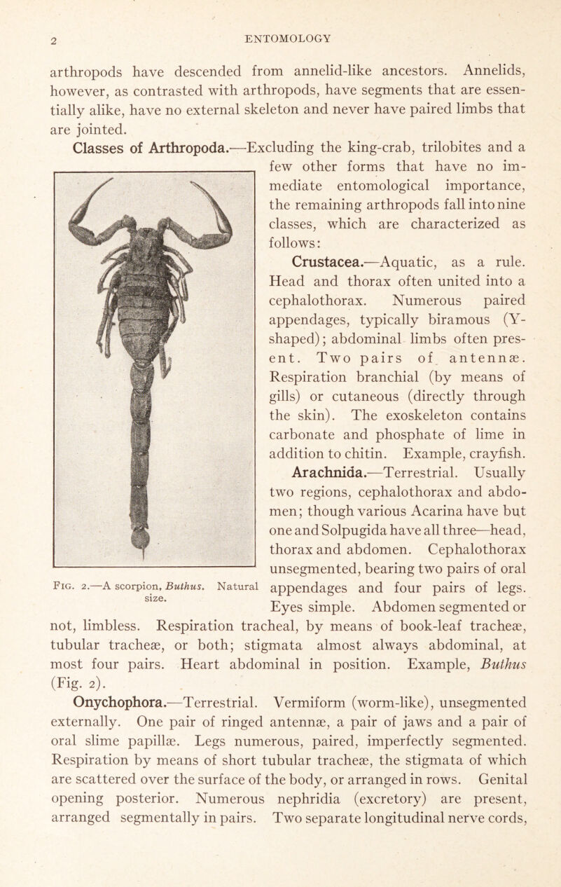 arthropods have descended from annelid-like ancestors. Annelids, however, as contrasted with arthropods, have segments that are essen- tially alike, have no external skeleton and never have paired limbs that are jointed. Classes of Arthropoda.—Excluding the king-crab, trilobites and a few other forms that have no im- mediate entomological importance, the remaining arthropods fall into nine classes, which are characterized as follows: Crustacea.—Aquatic, as a rule. Head and thorax often united into a cephalothorax. Numerous paired appendages, typically biramous (Y- shaped); abdominal limbs often pres- ent. Two pairs of antennas. Respiration branchial (by means of gills) or cutaneous (directly through the skin). The exoskeleton contains carbonate and phosphate of lime in addition to chitin. Example, crayfish. Arachnida.—Terrestrial. Usually two regions, cephalothorax and abdo- men; though various Acarinahave but one and Solpugida have all three—head, thorax and abdomen. Cephalothorax unsegmented, bearing two pairs of oral Fig. 2. A scorpion, Buthus. Natural appendages and four pairs of legs. S1Z0* Eyes simple. Abdomen segmented or not, limbless. Respiration tracheal, by means of book-leaf tracheas, tubular tracheas, or both; stigmata almost always abdominal, at most four pairs. Heart abdominal in position. Example, Buthus (Fig. 2). Onychophora.—Terrestrial. Vermiform (worm-like), unsegmented externally. One pair of ringed antennae, a pair of jaws and a pair of oral slime papillae. Legs numerous, paired, imperfectly segmented. Respiration by means of short tubular tracheae, the stigmata of which are scattered over the surface of the body, or arranged in rows. Genital opening posterior. Numerous nephridia (excretory) are present, arranged segmentally in pairs. Two separate longitudinal nerve cords,