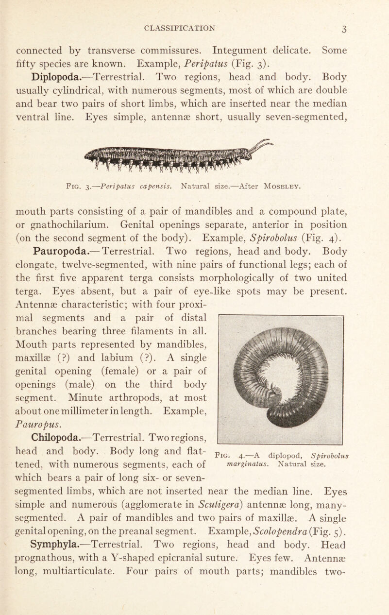 connected by transverse commissures. Integument delicate. Some fifty species are known. Example, Peripatus (Fig. 3). Diplopoda.—Terrestrial. Two regions, head and body. Body usually cylindrical, with numerous segments, most of which are double and bear two pairs of short limbs, which are inserted near the median ventral line. Eyes simple, antennae short, usually seven-segmented, Fig. 3.—Peripatus capensis. Natural size.—After Moseley. mouth parts consisting of a pair of mandibles and a compound plate, or gnathochilarium. Genital openings separate, anterior in position (on the second segment of the body). Example, Spirobolus (Fig. 4). Pauropoda.— Terrestrial. Two regions, head and body. Body elongate, twelve-segmented, with nine pairs of functional legs; each of the first five apparent terga consists morphologically of two united terga. Eyes absent, but a pair of eye-like spots may be present. Antennae characteristic; with four proxi- mal segments and a pair of distal branches bearing three filaments in all. Mouth parts represented by mandibles, maxillae (?) and labium (?). A single genital opening (female) or a pair of openings (male) on the third body segment. Minute arthropods, at most about one millimeter in length. Example, Pauropus. Chilopoda.—Terrestrial. Two regions, head and body. Body long and flat- PlG 4._A dipIopod_ Spirobolus tened, with numerous segments, each of marginatus. Natural size, which bears a pair of long six- or seven- segmented limbs, which are not inserted near the median line. Eyes simple and numerous (agglomerate in Scutigera) antennae long, many- segmented. A pair of mandibles and two pairs of maxillae. A single genital opening, on the preanal segment. Example, Scolopendra (Fig. 5). Symphyla.—1Terrestrial. Two regions, head and body. Head prognathous, with a Y-shaped epicranial suture. Eyes few. Antennae long, multiarticulate. Four pairs of mouth parts; mandibles two-