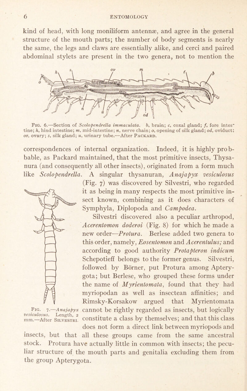 kind of head, with long moniliform antennae, and agree in the general structure of the mouth parts; the number of body segments is nearly the same, the legs and claws are essentially alike, and cerci and paired abdominal stylets are present in the two genera, not to mention the Fig. 6.—Section of Scolopendrella immaculata. b, brain; c, coxal gland; /, fore kites' tine; h, hind intestine; m, mid-intestine; n, nerve chain; o, opening of silk gland; od, oviduct; ov, ovary; 5, silk gland; u, urinary tube.—After Packard. correspondences of internal organization. Indeed, it is highly prob- bable, as Packard maintained, that the most primitive insects, Thysa- nura (and consequently all other insects), originated from a form much like Scolopendrella. A singular thysanuran, Anajapyx vesiculosus (Fig. 7) was discovered by Silvestri, who regarded it as being in many respects the most primitive in- sect known, combining as it does characters of Symphyla, Diplopoda and Campodea. Silvestri discovered also a peculiar arthropod, Acerentomon doderoi (Fig. 8) for which he made a new order—Protura. Berlese added two genera to this order, namely, Eosentomon and Acerentulus; and according to good authority Protapteron indicum Schepotieff belongs to the former genus. Silvestri, followed by Borner, put Protura among Aptery- gota; but Berlese, who grouped these forms under the name of Myrientomata, found that they had myriopodan as well as insectean affinities; and Rimsky-Korsakow argued that Myrientomata Fig. 7 —Anajapyx cannot be rightly regarded as insects, but logically mm —After Silvestri. constitute a class by themselves; and that this class does not form a direct link between myriopods and insects, but that all these groups came from the same ancestral stock. Protura have actually little in common with insects; the pecu- liar structure of the mouth parts and genitalia excluding them from the group Apterygota.