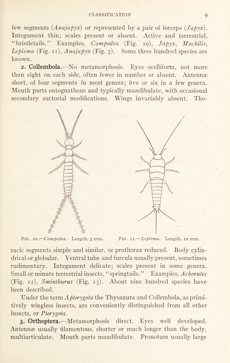 few segments (Anajapyx) or represented by a pair of forceps (Japyx). Integument thin; scales present or absent. Active and terrestrial, “bristletails. ” Examples, Campodea (Fig. io), Japyx, Machilis, Lepisma (Fig. n), Anajapyx (Fig. 7). Some three hundred species are known. 2. Collembola.—No metamorphosis. Eyes ocelliform, not more than eight on each side, often fewer in number or absent. Antennae short, of four segments in most genera; five or six in a few genera. Mouth parts entognathous and typically mandibulate, with occasional secondary suctorial modifications. Wings invariably absent. Tho- racic segments simple and similar, or prothorax reduced. Body cylin- drical or globular. Ventral tube and furcula usually present, sometimes rudimentary. Integument delicate; scales present in some genera. Small or minute terrestrial insects, “springtails. ” Examples, Achorutes (Fig. 12), Sminthurus (Fig. 13). About nine hundred species have been described. Under the term Apterygota the Thysanura and Collembola, as primi- tively wingless insects, are conveniently distinguished from all other insects, or Pterygota. 3. Orthoptera.—Metamorphosis direct. Eyes well developed. Antennae usually filamentous, shorter or much longer than the body, multiarticulate. Mouth parts mandibulate. Pronotum usually large