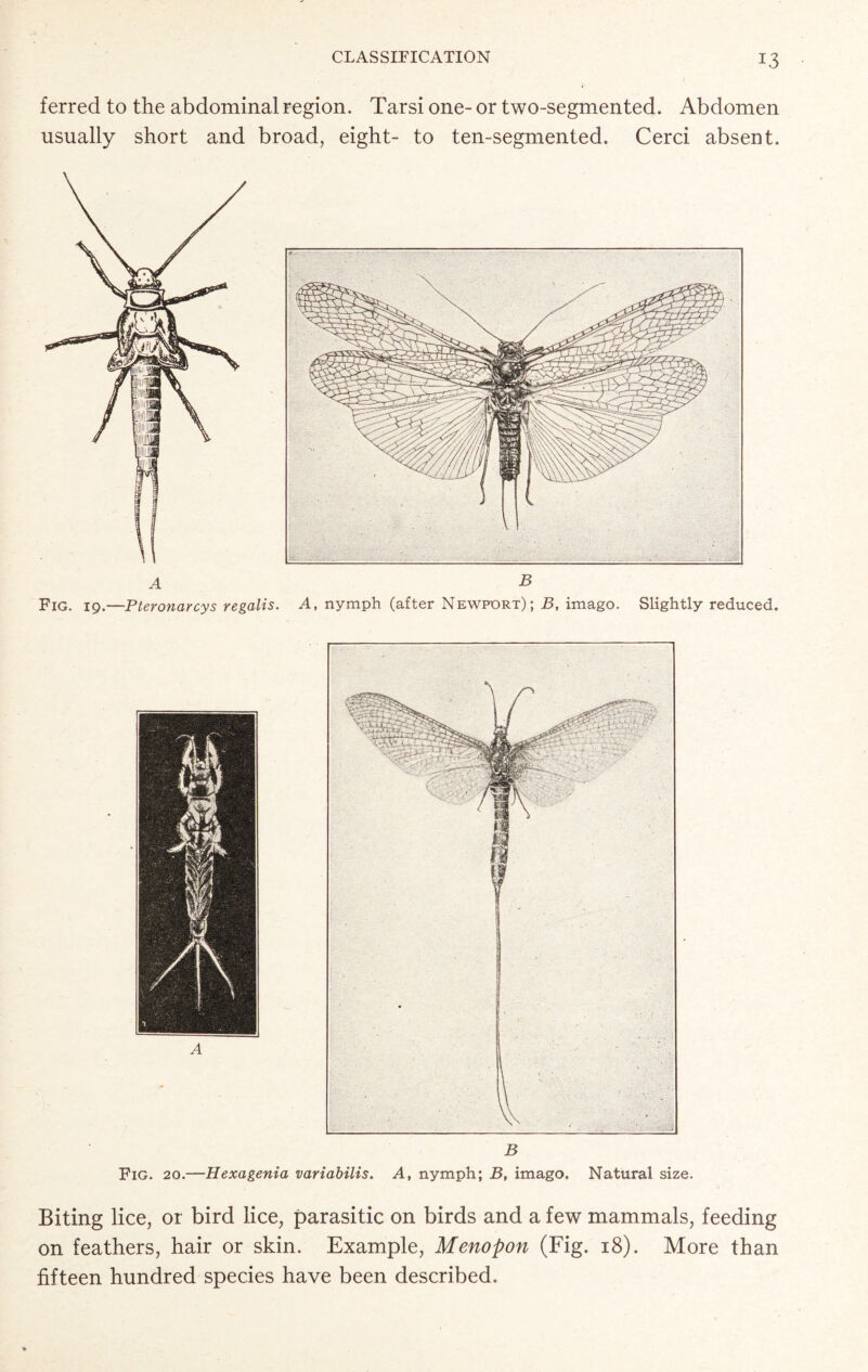 ferred to the abdominal region. Tarsi one- or two-segmented. Abdomen usually short and broad, eight- to ten-segmented. Cerci absent. Fig. 19.—Pteronarcys regalis. A, nymph (after Newport); B, imago. Slightly reduced. Biting lice, or bird lice, parasitic on birds and a few mammals, feeding on feathers, hair or skin. Example, Menopon (Fig. 18). More than fifteen hundred species have been described.