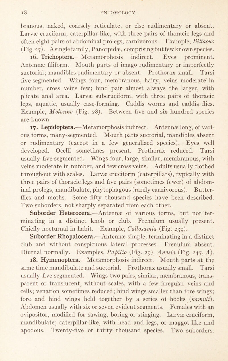 branous, naked, coarsely reticulate, or else rudimentary or absent. Larvae eruciform, caterpillar-like, with three pairs of thoracic legs and often eight pairs of abdominal prolegs, carnivorous. Example, Bittacus (Fig. 27). A single family, Panorpidae, comprising but few known species. 16. Trichoptera.—Metamorphosis indirect. Eyes prominent. Antennae filiform. Mouth parts of imago rudimentary or imperfectly suctorial; mandibles rudimentary or absent. Prothorax small. Tarsi five-segmented. Wings four, membranous, hairy, veins moderate in number, cross veins few; hind pair almost always the larger, with plicate anal area. Larvae suberuciform, with three pairs of thoracic legs, aquatic, usually case-forming. Caddis worms and caddis flies. Example, Molanna (Fig. 28). Between five and six hundred species are known. 17. Lepidoptera.—Metamorphosis indirect. Antennae long, of vari- ous forms, many-segmented. Mouth parts suctorial, mandibles absent or rudimentary (except in a few generalized species). Eyes well developed. Ocelli sometimes present. Pro thorax reduced. Tarsi usually five-segmented. Wings four, large, similar, membranous, with veins moderate in number, and few cross veins. Adults usually clothed throughout with scales. Larvae eruciform (caterpillars), typically with three pairs of thoracic legs and five pairs (sometimes fewer) of abdom- inal prolegs, mandibulate, phytophagous (rarely carnivorous). Butter- flies and moths. Some fifty thousand species have been described. Two suborders, not sharply separated from each other. Suborder Heterocera.—Antennae of various forms, but not ter- minating in a distinct knob or club. Frenulum usually present. Chiefly nocturnal in habit. Example, Callosamia (Fig. 239). Suborder Rhopalocera.—Antennae simple, terminating in a distinct club and without conspicuous lateral processes. Frenulum absent. Diurnal normally. Examples, Papilio (Fig. 29), Anosia (Fig. 247, A). 18. Hymenoptera.—Metamorphosis indirect. Mouth parts at the same time mandibulate and suctorial. Prothorax usually small. Tarsi usually five-segmented. Wings two pairs, similar, membranous, trans- parent or translucent, without scales, with a few irregular veins and cells; venation sometimes reduced; hind wings smaller than fore wings; fore and hind wings held together by a series of hooks {hamuli). Abdomen usually with six or seven evident segments. Females with an ovipositor, modified for sawing, boring or stinging. Larvse eruciform, mandibulate; caterpillar-like, with head and legs, or maggot-like and apodous. Twenty-five or thirty thousand species. Two suborders.