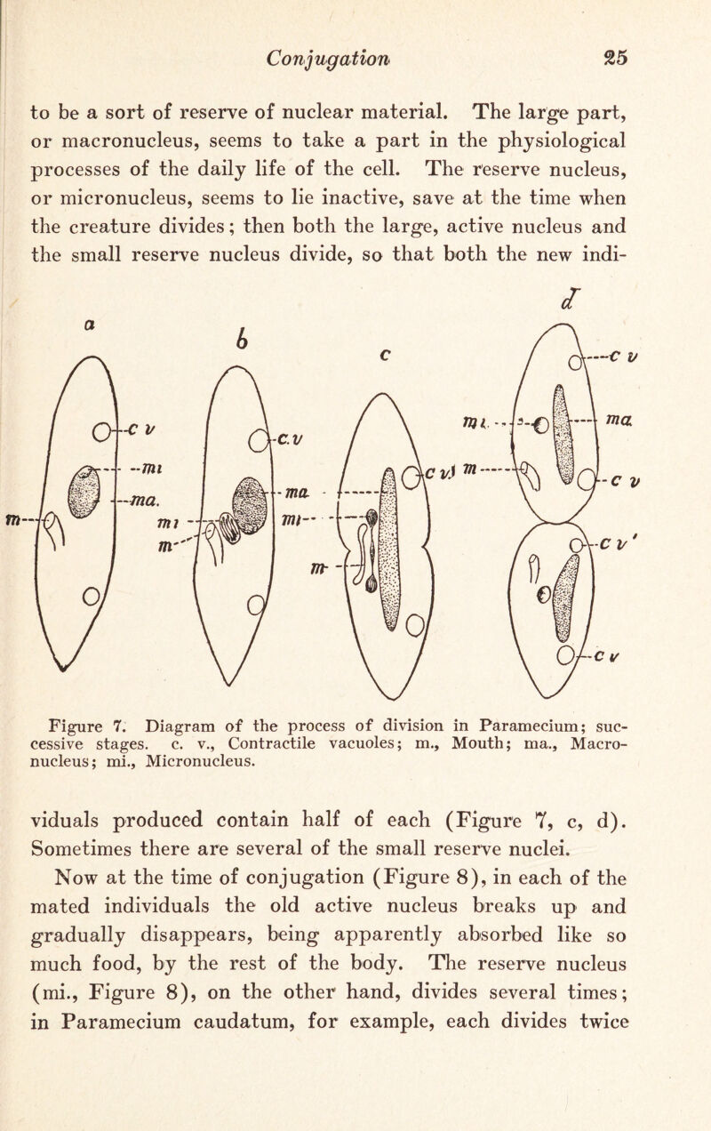 to be a sort of reserve of nuclear material. The large part, or macronucleus, seems to take a part in the physiological processes of the daily life of the cell. The reserve nucleus, or micronucleus, seems to lie inactive, save at the time when the creature divides; then both the large, active nucleus and the small reserve nucleus divide, so that both the new indi- I Figure 7. Diagram of the process of division in Paramecium; suc- cessive stages, c. v., Contractile vacuoles; m.. Mouth; ma,, Macro- nucleus; mi.. Micronucleus. viduals produced contain half of each (Figure 7, c, d). Sometimes there are several of the small reserve nuclei. Now at the time of conjugation (Figure 8), in each of the mated individuals the old active nucleus breaks up and gradually disappears, being apparently absorbed like so much food, by the rest of the body. The reserve nucleus (mi., Figure 8), on the other hand, divides several times; in Paramecium caudatum, for example, each divides twice