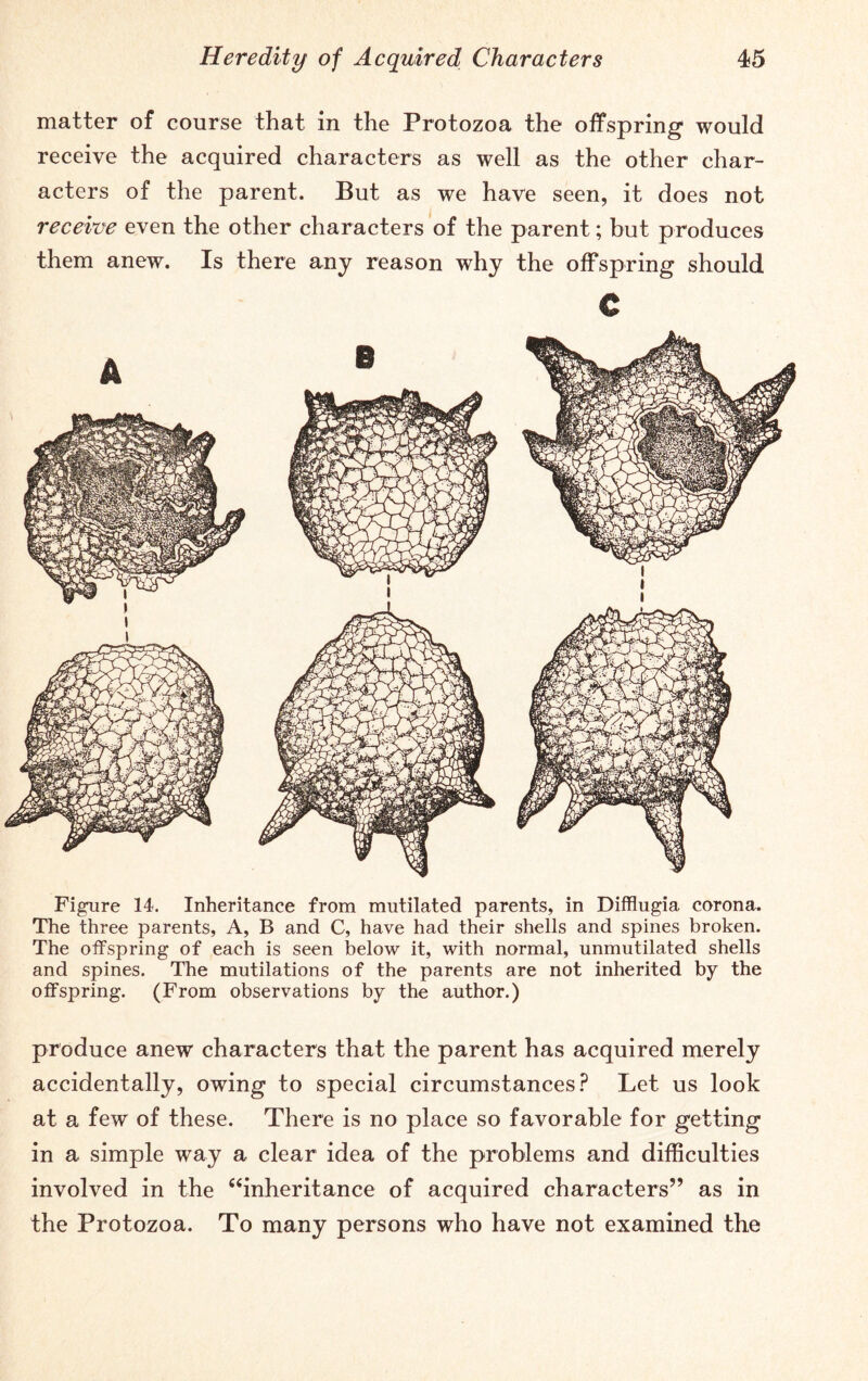 matter of course that in the Protozoa the offspring would receive the acquired characters as well as the other char- acters of the parent. But as we have seen, it does not receive even the other characters of the parent; but produces them anew. Is there any reason why the offspring should C Figure 14. Inheritance from mutilated parents, in Difflugia corona. The three parents, A, B and C, have had their shells and spines broken. The offspring of each is seen below it, with normal, unmutilated shells and spines. The mutilations of the parents are not inherited by the offspring. (From observations by the author.) produce anew characters that the parent has acquired merely accidentally, owing to special circumstances? Let us look at a few of these. There is no place so favorable for getting in a simple way a clear idea of the problems and difficulties involved in the “inheritance of acquired characters” as in the Protozoa. To many persons who have not examined the