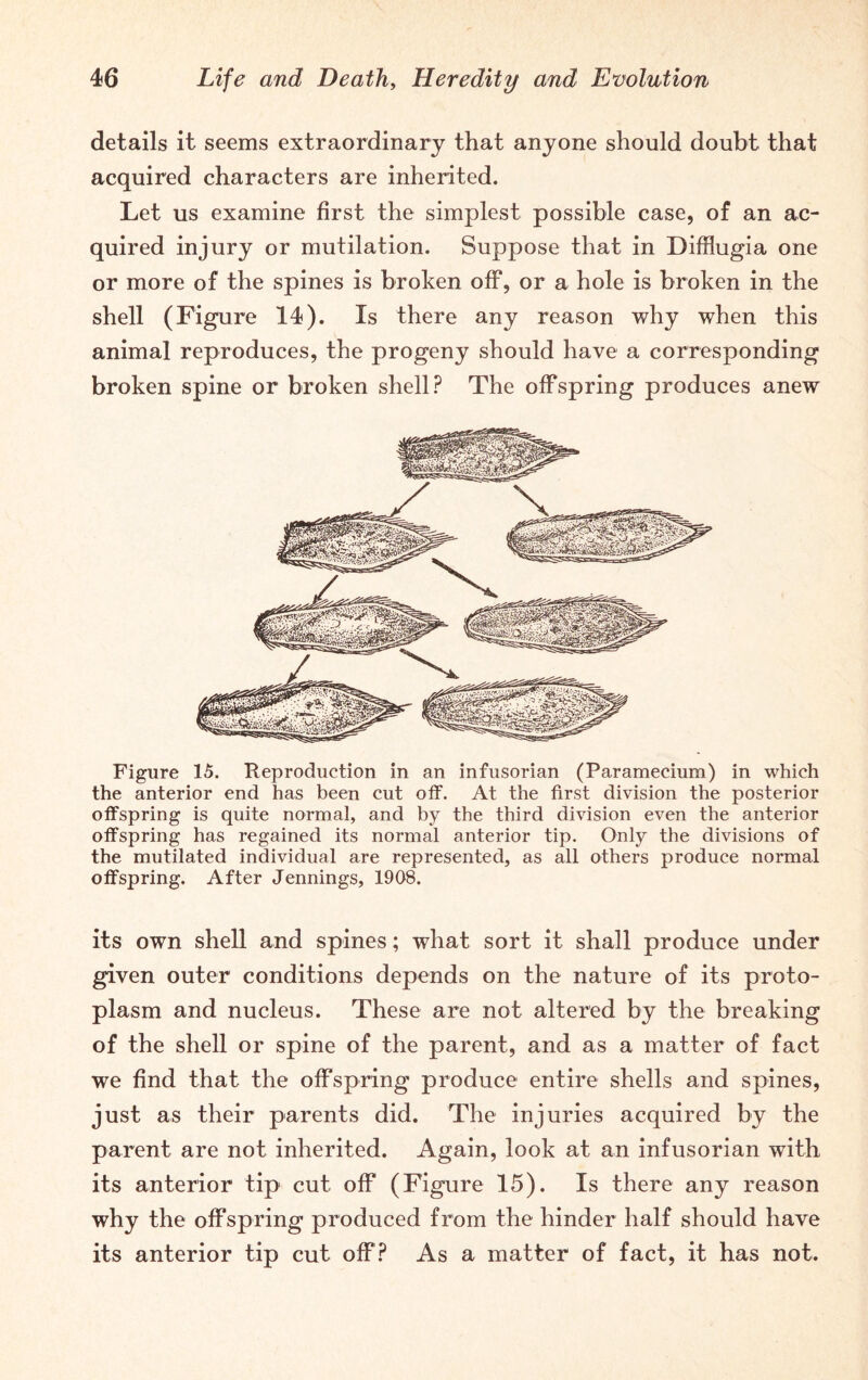 details it seems extraordinary that anyone should doubt that acquired characters are inherited. Let us examine first the simplest possible case, of an ac- quired injury or mutilation. Suppose that in Difflugia one or more of the spines is broken off, or a hole is broken in the shell (Figure 14). Is there any reason why when this animal reproduces, the progeny should have a corresponding broken spine or broken shell? The offspring produces anew Figure 15. Reproduction in an infusorian (Paramecium) in which the anterior end has been cut off. At the first division the posterior offspring is quite normal, and by the third division even the anterior offspring has regained its normal anterior tip. Only the divisions of the mutilated individual are represented, as all others produce normal offspring. After Jennings, 1908. its own shell and spines; what sort it shall produce under given outer conditions depends on the nature of its proto- plasm and nucleus. These are not altered by the breaking of the shell or spine of the parent, and as a matter of fact we find that the offspring produce entire shells and spines, just as their parents did. The injuries acquired by the parent are not inherited. Again, look at an infusorian with its anterior tip cut off (Figure 15). Is there any reason why the offspring produced from the hinder half should have its anterior tip cut off? As a matter of fact, it has not.