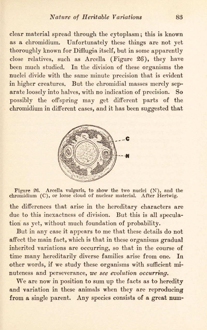 clear material spread through the cytoplasm; this is known as a chromidium. Unfortunately these things are not yet thoroughly known for Difflugia itself, but in some apparently close relatives, such as Arcella (Figure S6), they have been much studied. In the division of these organisms the nuclei divide with the same minute precision that is evident in higher creatures. But the chromidial masses merely sep- arate loosely into halves, with no indication of precision. So possibly the offspring may get different parts of the chromidium in different cases, and it has been suggested that Figure 26. Arcella vulgaris, to show the two nuclei (N), and the chromidium (C), or loose cloud of nuclear material. After Hertwig. the differences that arise in the hereditary characters are due to this inexactness of division. But this is all specula- tion as yet, without much foundation of probability. But in any case it appears to me that these details do not affect the main fact, which is that in these organisms gradual inherited variations are occurring, so that in the course of time many hereditarily diverse families arise from one. In other words, if we study these organisms with sufficient mi- nuteness and perseverance, we see evolution occurring, We are now in position to sum up the facts as to heredity and variation in these animals when they are reproducing from a single parent. Any species consists of a great num-