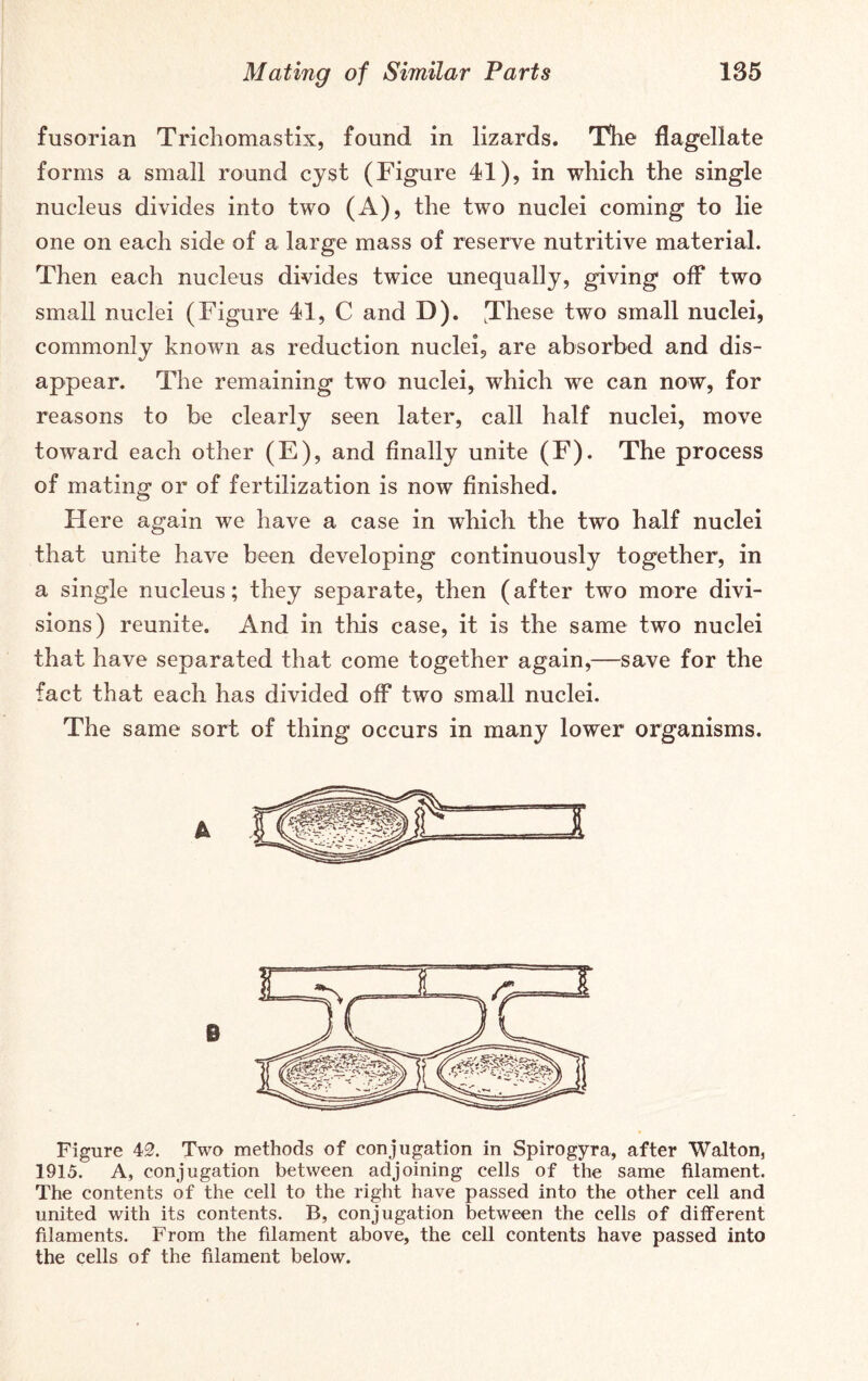 fusorian Trichomastix, found in lizards. 'Hie flagellate forms a small round cyst (Figure 41), in which the single nucleus divides into two (A), the two nuclei coming to lie one on each side of a large mass of reserve nutritive material. Then each nucleus divides twice unequally, giving off two small nuclei (Figure 41, C and D). These two small nuclei, commonly known as reduction nuclei, are absorbed and dis- appear. The remaining two nuclei, which we can now, for reasons to be clearly seen later, call half nuclei, move toward each other (E), and finally unite (F). The process of mating or of fertilization is now finished. Flere again we have a case in which the two half nuclei that unite have been developing continuously together, in a single nucleus; they separate, then (after two more divi- sions) reunite. And in this case, it is the same two nuclei that have separated that come together again,—save for the fact that each has divided off two small nuclei. The same sort of thing occurs in many lower organisms. k B Figure 43. Two methods of conjugation in Spirogyra, after Walton, 1915. A, conjugation between adjoining cells of the same filament. The contents of the cell to the right have passed into the other cell and united with its contents. B, conjugation between the cells of different filaments. From the filament above, the cell contents have passed into the cells of the filament below.