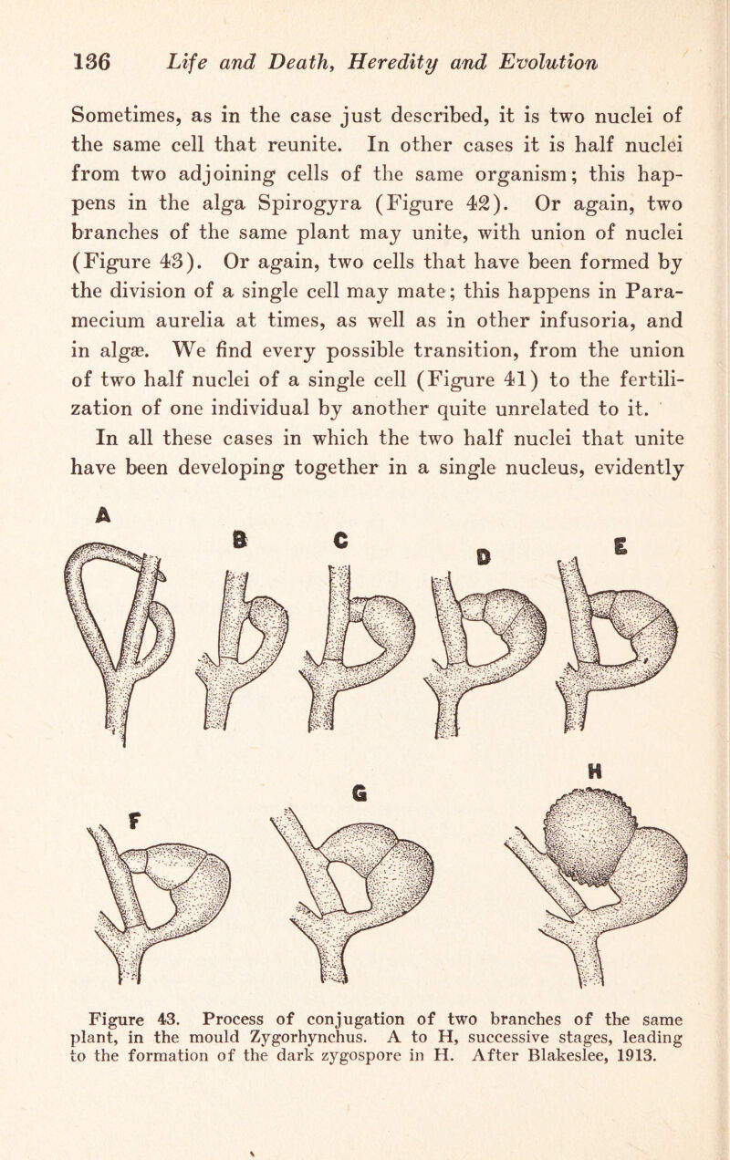 Sometimes, as in the case just described, it is two nuclei of the same cell that reunite. In other cases it is half nuclei from two adjoining cells of the same organism; this hap- pens in the alga Spirogyra (Figure 42). Or again, two branches of the same plant may unite, with union of nuclei (Figure 43). Or again, two cells that have been formed by the division of a single cell may mate; this happens in Para- mecium aurelia at times, as well as in other infusoria, and in algae. We find every possible transition, from the union of two half nuclei of a single cell (Figure 41) to the fertili- zation of one individual by another quite unrelated to it. In all these cases in which the two half nuclei that unite have been developing together in a single nucleus, evidently A Figure 43. Process of conjugation of two branches of the same plant, in the mould Zygorhynchus. A to H, successive stages, leading to the formation of the dark zygospore in H. After Blakeslee, 1913.