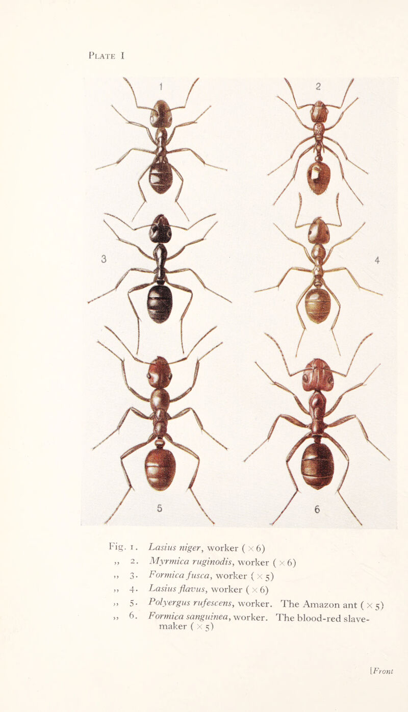 Plate I Fig, i. Lasius niger, worker ( x 6) ,, 2. Myrmica ruginodis, worker ( x 6) ,, 3. Formica fusca, worker ( X 5) ,, 4. Lasius flavus, worker ( x 6) ,, 5- Polyergus rufescens, worker. The Amazon ant ( X 5) >> 6. Formica sanguinea, worker. The blood-red slave- maker ( x 5) [Front