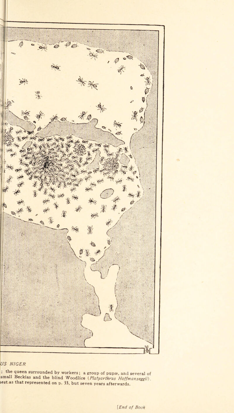US NIGER ; the queen surrounded by workers; a group of pupae, and several of small Beckias and the blind Woodlice (Platyarthrus Hoffmanseggii). lest as that represented on p. 33, but seven years afterwards. [End of Book
