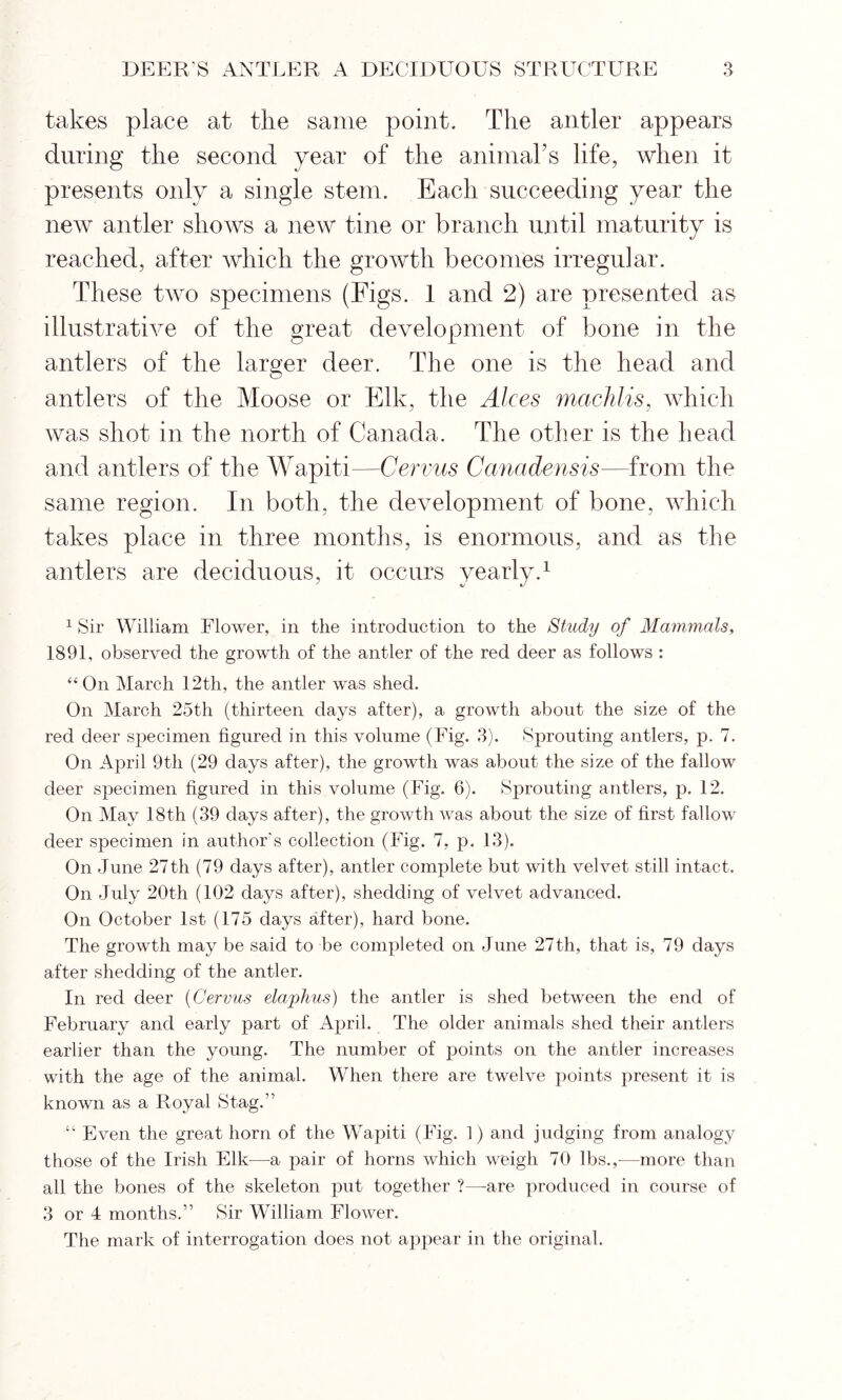 takes place at the same point. The antler appears during the second year of the animaTs life, when it presents only a single stem. Each succeeding year the new antler shows a new tine or branch until maturity is reached, after which the growth becomes irregular. These two specimens (Figs. 1 and 2) are presented as illustrative of the great development of bone in the antlers of the larger deer. The one is the head and antlers of the Moose or Elk, the Alces machlis, which was shot in the north of Canada. The other is the head and antlers of the Wapiti—Cervus Canadensis—from the same region. In both, the development of bone, which takes place in three months, is enormous, and as the antlers are deciduous, it occurs yearly.1 1 Sir William Flower, in the introduction to the Study of Mammals, 1891, observed the growth of the antler of the red deer as follows : “ On March 12th, the antler was shed. On March 25th (thirteen days after), a growth about the size of the red deer specimen figured in this volume (Fig. 3). Sprouting antlers, p. 7. On April 9th (29 days after), the growth was about the size of the fallow deer specimen figured in this volume (Fig. 6). Sprouting antlers, p. 12. On May 18th (39 days after), the growth was about the size of first fallow deer specimen in author's collection (Fig. 7, p. 13). On June 27th (79 days after), antler complete but with velvet still intact. On July 20th (102 days after), shedding of velvet advanced. On October 1st (175 days after), hard bone. The growth may be said to be completed on June 27th, that is, 79 days after shedding of the antler. In red deer (Cervus elaphus) the antler is shed between the end of February and early part of April. The older animals shed their antlers earlier than the young. The number of points on the antler increases with the age of the animal. When there are twelve points present it is known as a Royal Stag.” “ Even the great horn of the Wapiti (Fig. 1) and judging from analogy those of the Irish Elk—a pair of horns which weigh 70 lbs.,-—more than all the bones of the skeleton put together ?—-are produced in course of 3 or 4 months.” Sir William Flower. The mark of interrogation does not appear in the original.