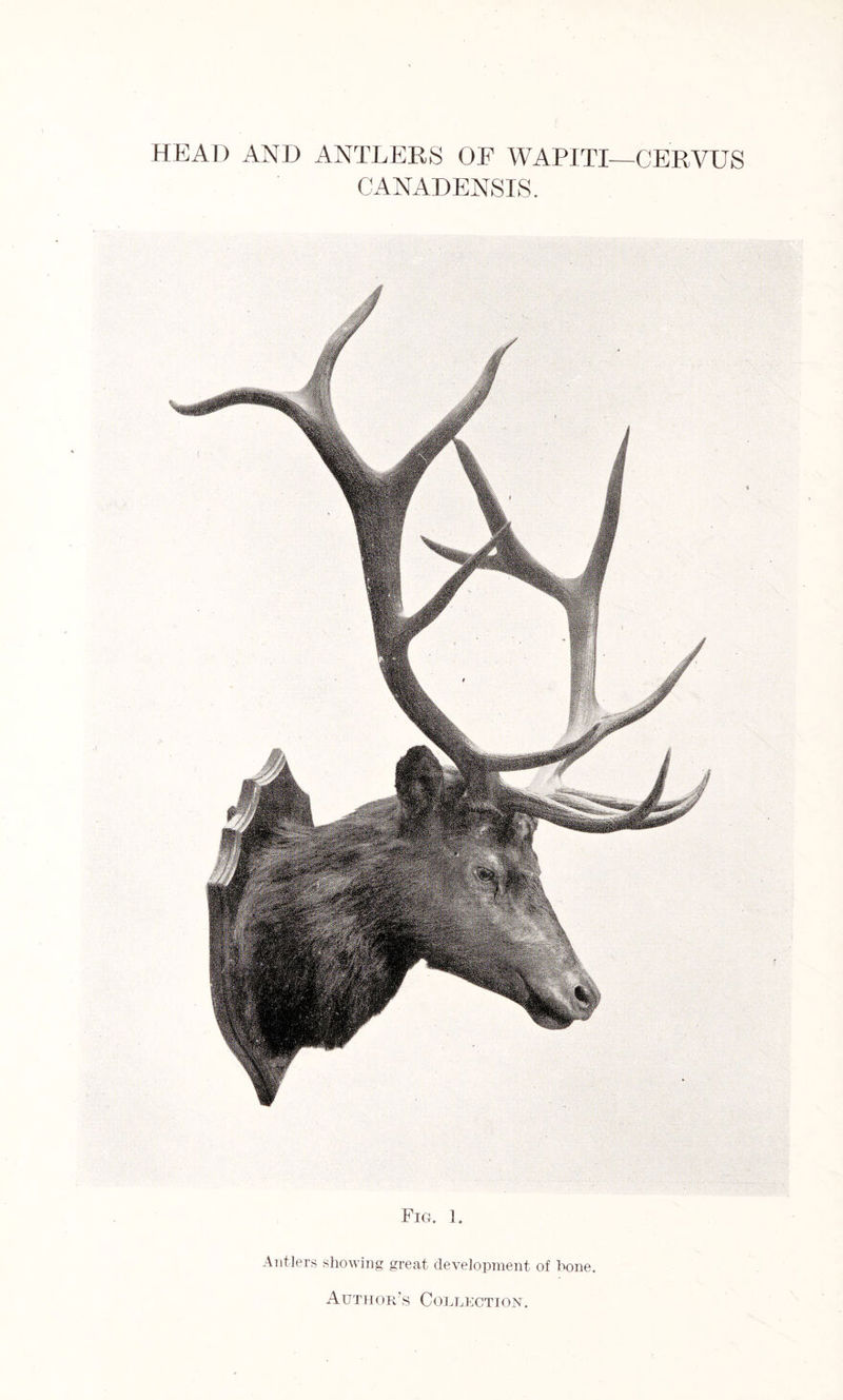 HEAD AND ANTLERS OF WAPITI—CERVUS CANADENSIS. Fig. 1. Antlers showing great development of hone. Author's Collection.