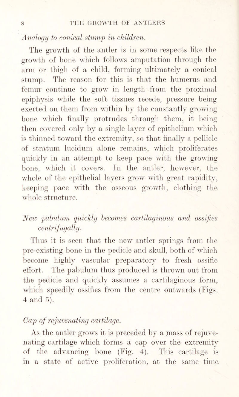 Analogy to conical stump in children. The growth of the antler is in some respects like the growth of bone which follows amputation through the arm or thigh of a child, forming ultimately a conical stump. The reason for this is that the humerus and femur continue to grow in length from the proximal epiphysis while the soft tissues recede, pressure being exerted on them from within by the constantly growing bone which finally protrudes through them, it being then covered only by a single layer of epithelium which is thinned toward the extremity, so that finally a pellicle of stratum lucidum alone remains, which proliferates quickly in an attempt to keep pace with the growing bone, which it covers. In the antler, however, the whole of the epithelial layers grow with great rapidity, keeping pace with the osseous growth, clothing the whole structure. New pabulum quickly becomes cartilaginous and ossifies centrifugally. Thus it is seen that the new antler springs from the pre-existing bone in the pedicle and skull, both of which become highly vascular preparatory to fresh ossific effort. The pabulum thus produced is thrown out from the pedicle and quickly assumes a cartilaginous form, which speedily ossifies from the centre outwards (Figs. 4 and 5). Cap of rejuvenating cartilage. As the antler grows it is preceded by a mass of rejuve- nating cartilage which forms a cap over the extremity of the advancing bone (Fig. 4). This cartilage is in a state of active proliferation, at the same time