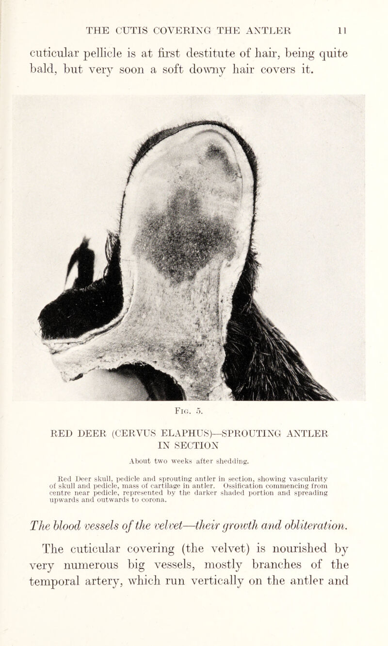 cuticular pellicle is at first destitute of hair, being quite bald, but very soon a soft downy hair covers it. Fig. 5. RED DEER (CERVUS ELAPHUS)—SPROUTING ANTLER IN SECTION About two weeks after shedding. Red Deer skull, pedicle and sprouting antler in section, showing vascularity of skull and pedicle, mass of cartilage in antler. Ossification commencing from centre near pedicle, represented by the darker shaded portion and spreading upwards and outwards to corona. The blood vessels of the velvet—their growth and obliteration. The cuticular covering (the velvet) is nourished by very numerous big vessels, mostly branches of the temporal artery, which run vertically on the antler and
