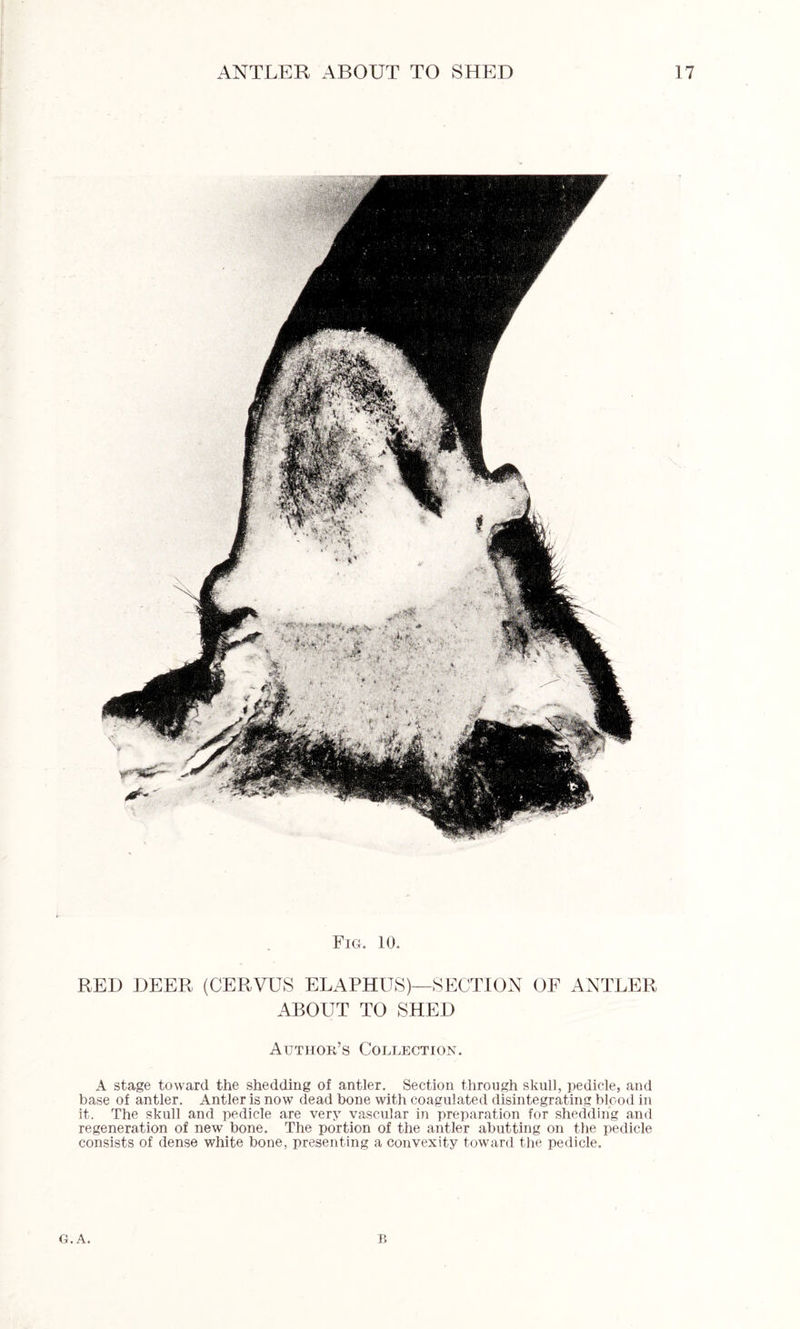Fig. 10. RED DEER (CERVUS ELAPHUS)—SECTION OF ANTLER ABOUT TO SHED Author’s Collection. A stage toward the shedding of antler. Section through skull, pedicle, and base of antler. Antler is now dead bone with coagulated disintegrating blood in it. The skull and pedicle are very vascular in preparation for shedding and regeneration of new bone. The portion of the antler abutting on the pedicle consists of dense white bone, presenting a convexity toward the pedicle. B G. A.