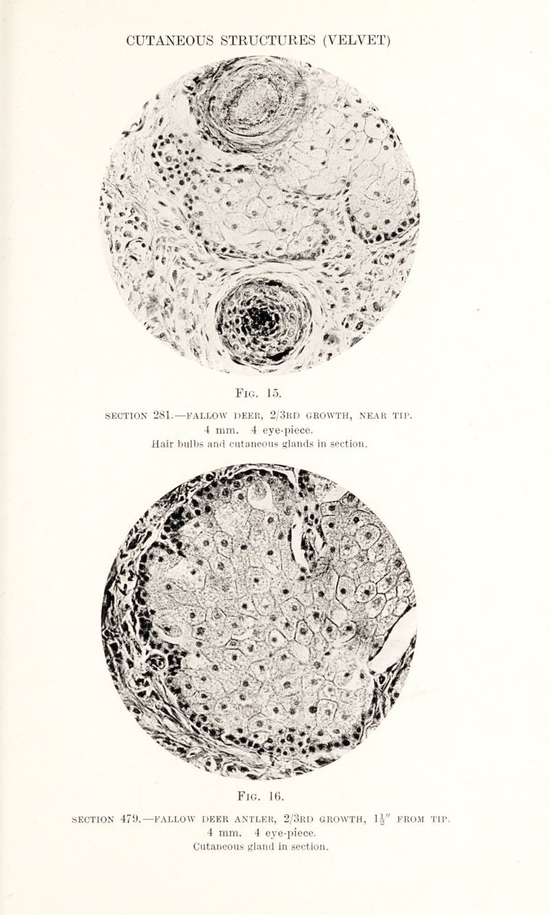 Fig. 15. SECTION 281.—FALLOW DEER, 2/3RD GROWTH, NEAR TIP. 4 mm. 4 eye-piece. Hair bulbs and cutaneous glands in section. Fig. 16. SECTION 479.—FALLOW DEER ANTLER, 2/3RD GROWTH, 1| FROM TIP. 4 mm. 4 eye-piece. Cutaneous gland in section.