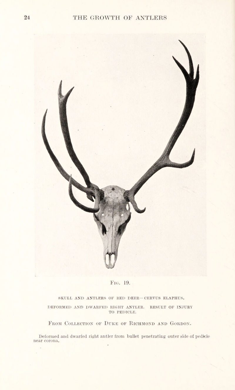 Fig. 19. SKULL AND ANTLERS OF RED DEER—CERVUS ELAPHUS. DEFORMED AND DWARFED RIGHT ANTLER. RESULT OF INJURY TO PEDICLE. From Collection of Duke of Richmond and Gordon. Deformed and dwarfed right antler from bullet penetrating outer side of pedicle near corona.
