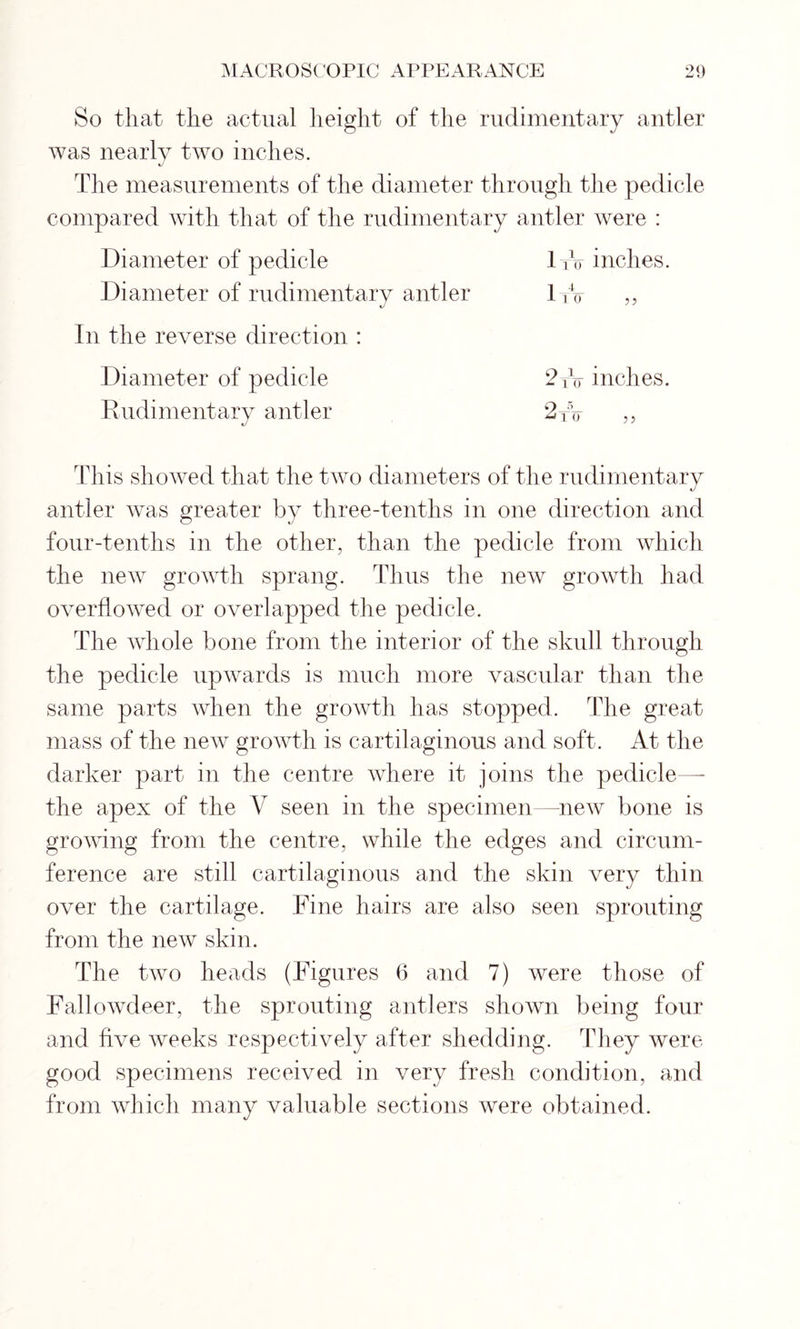 So that the actual height of the rudimentary antler was nearly two inches. The measurements of the diameter through the pedicle compared with that of the rudimentary antler were : Diameter of pedicle Diameter of rudimentary antler In the reverse direction : 2to inches. Diameter of pedicle Rudimentary antler This showed that the two diameters of the rudimentary antler was greater by three-tenths in one direction and four-tenths in the other, than the pedicle from which the new growth sprang. Thus the new growth had overflowed or overlapped the pedicle. The whole bone from the interior of the skull through the pedicle upwards is much more vascular than the same parts when the growth has stopped. The great mass of the new growth is cartilaginous and soft. At the darker part in the centre where it joins the pedicle the apex of the V seen in the specimen new bone is growing from the centre, while the edges and circum- ference are still cartilaginous and the skin very thin over the cartilage. Fine hairs are also seen sprouting from the new skin. rfhe two heads (Figures (3 and 7) were those of Fallowdeer, the sprouting antlers shown being four and five weeks respectively after shedding. They were good specimens received in very fresh condition, and from which many valuable sections were obtained.