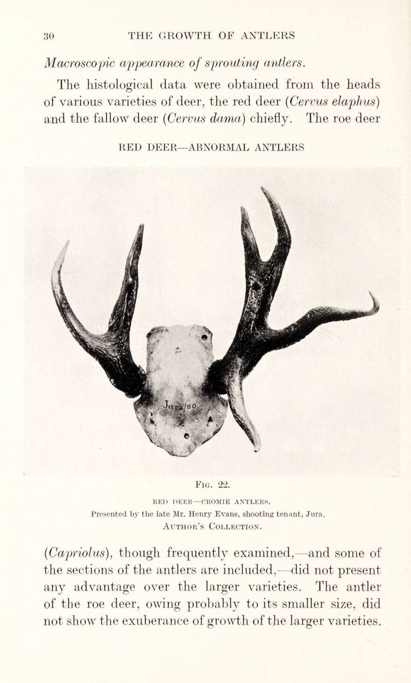 RED DEER—CROMIE ANTLERS. Presented by the late Mr. Henry Evans, shooting tenant, Jura. Author’s Collection. (Capriolus). though frequently examined,—and some of the sections of the antlers are included,—did not present any advantage over the larger varieties. The antler of the roe deer, owing probably to its smaller size, did not show the exuberance of growth of the larger varieties. Fig. 22. Macroscopic appearance of sprouting antlers. The histological data were obtained from the heads of various varieties of deer, the red deer (Cervus elaphus) and the fallow deer (Cervus dama) chiefly. The roe deer RED DEER—ABNORMAL ANTLERS