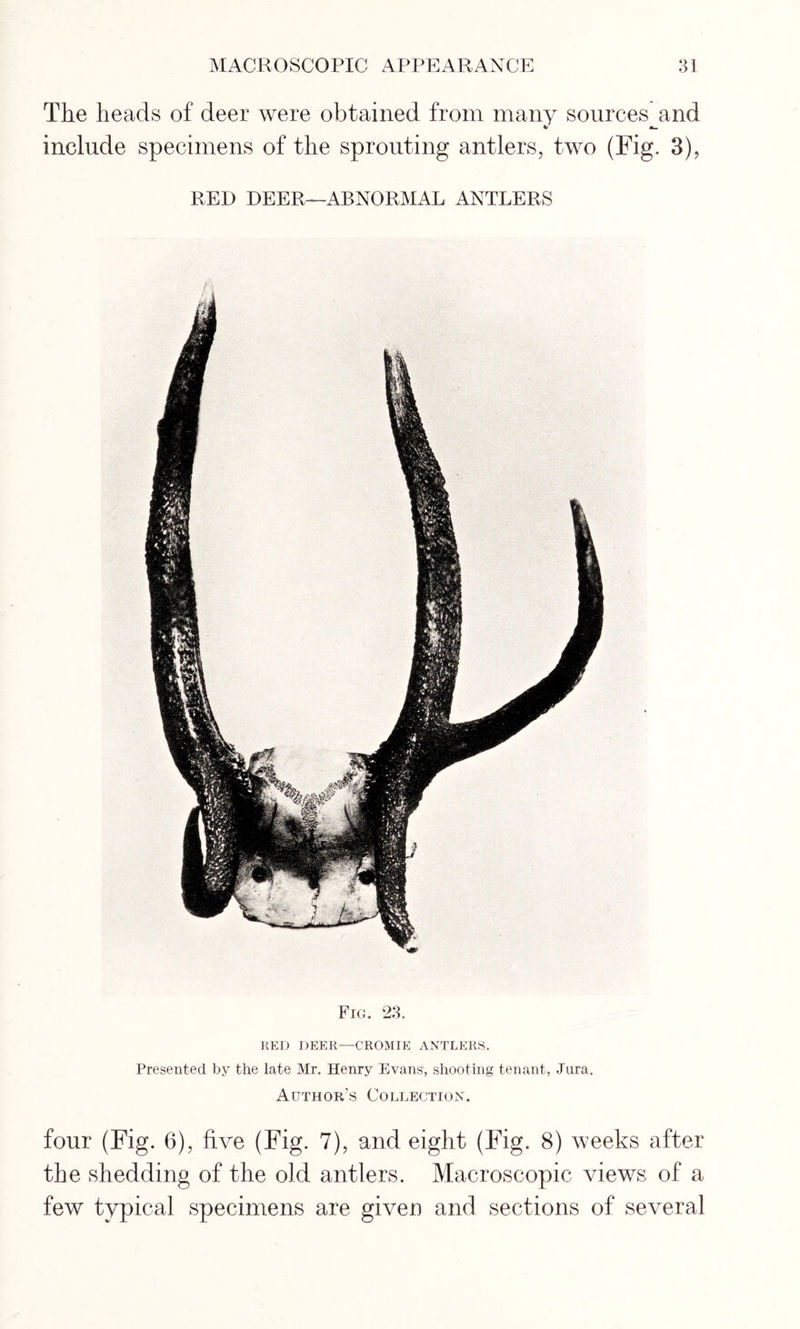 The heads of deer were obtained from many sources and V at— include specimens of the sprouting antlers, two (Fig. 3), RED DEER—ABNORMAL ANTLERS Fig. 23. RED DEER—CROMIE ANTLERS. Presented by the late Mr. Henry Evans', shooting tenant, Jura. Author's Collection. four (Fig. 6), five (Fig. 7), and eight (Fig. 8) weeks after the shedding of the old antlers. Macroscopic views of a few typical specimens are given and sections of several