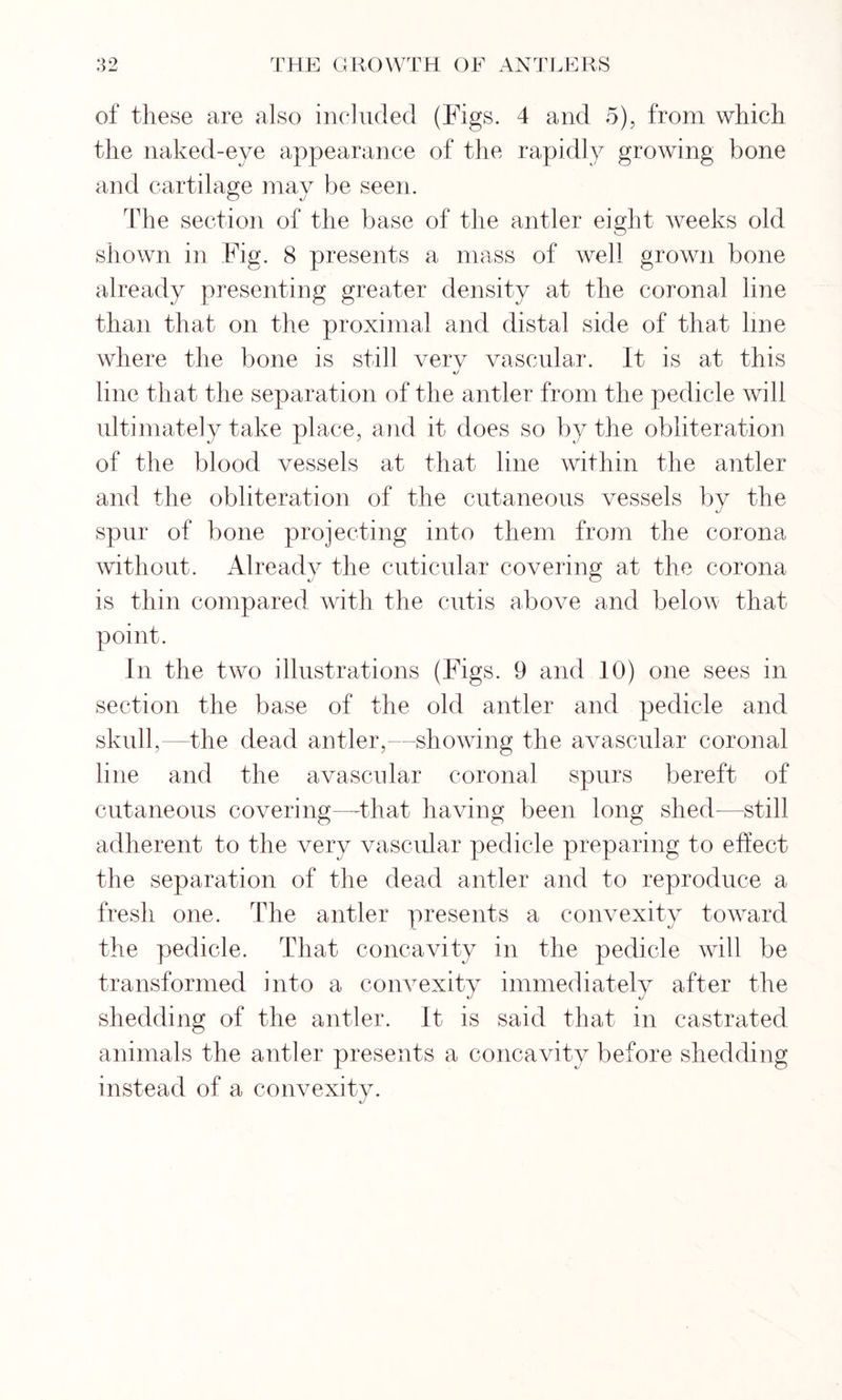 of these are also included (Figs. 4 and 5), from which the naked-eye appearance of the rapidly growing bone and cartilage may be seen. The section of the base of the antler eight weeks old shown in Fig. 8 presents a mass of well grown bone already presenting greater density at the coronal line than that on the proximal and distal side of that line where the bone is still very vascular. It is at this line that the separation of the antler from the pedicle will ultimately take place, and it does so by the obliteration of the blood vessels at that line within the antler and the obliteration of the cutaneous vessels by the spur of bone projecting into them from the corona without. Already the cuticular covering at the corona is thin compared with the cutis above and below that point. In the two illustrations (Figs. 9 and 10) one sees in section the base of the old antler and pedicle and skull,—the dead antler,—showing the avascular coronal line and the avascular coronal spurs bereft of cutaneous covering—that having been long shed-—still adherent to the very vascular pedicle preparing to effect the separation of the dead antler and to reproduce a fresh one. The antler presents a convexity toward the pedicle. That concavity in the pedicle will be transformed into a convexity immediately after the shedding of the antler. It is said that in castrated animals the antler presents a concavity before shedding instead of a convexity.