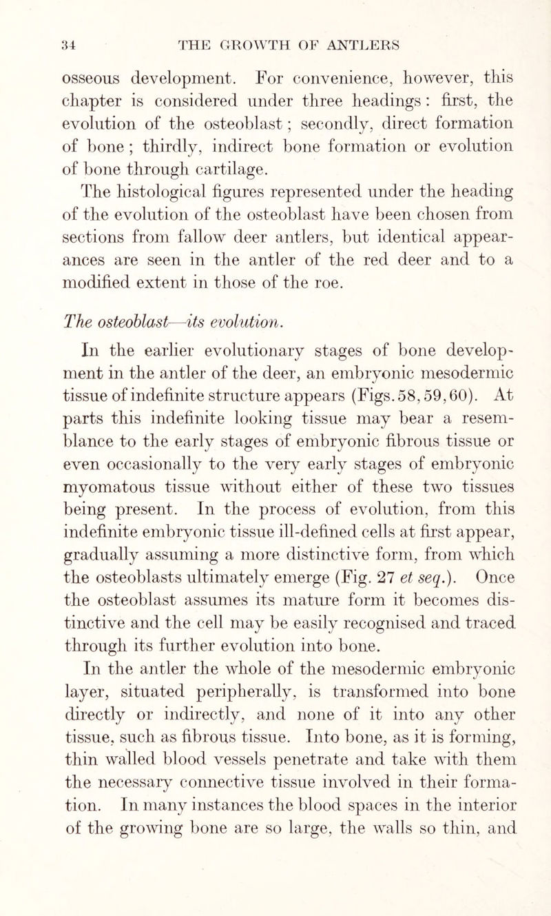 osseous development. For convenience, however, this chapter is considered under three headings : first, the evolution of the osteoblast; secondly, direct formation of bone ; thirdly, indirect bone formation or evolution of bone through cartilage. The histological figures represented under the heading of the evolution of the osteoblast have been chosen from sections from fallow deer antlers, but identical appear- ances are seen in the antler of the red deer and to a modified extent in those of the roe. The osteoblast—-its evolution. In the earlier evolutionary stages of bone develop- ment in the antler of the deer, an embryonic mesodermic tissue of indefinite structure appears (Figs. 58,59,60). At parts this indefinite looking tissue may bear a resem- blance to the early stages of embryonic fibrous tissue or even occasionally to the very early stages of embryonic myomatous tissue without either of these two tissues being present. In the process of evolution, from this indefinite embryonic tissue ill-defined cells at first appear, gradually assuming a more distinctive form, from which the osteoblasts ultimately emerge (Fig. 27 et seq.). Once the osteoblast assumes its mature form it becomes dis- tinctive and the cell may be easily recognised and traced through its further evolution into bone. In the antler the whole of the mesodermic embryonic layer, situated peripherally, is transformed into bone directly or indirectly, and none of it into any other tissue, such as fibrous tissue. Into bone, as it is forming, thin walled blood vessels penetrate and take with them the necessary connective tissue involved in their forma- tion. In many instances the blood spaces in the interior of the growing bone are so large, the walls so thin, and