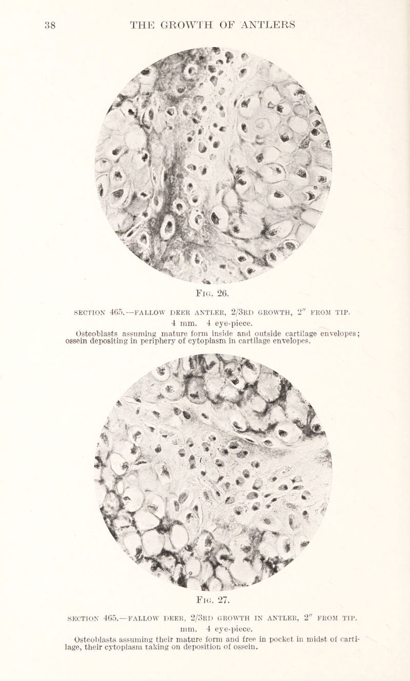 Fig. 26. SECTION 465.—FALLOW DEER ANTLER, 2/3RD GROWTH, 2 FROM TIP. 4 mm. 4 eye-piece. Osteoblasts assuming mature form inside and outside cartilage envelopes ossein depositing in periphery of cytoplasm in cartilage envelopes. Fig. 27. SECTION 465.—FALLOW DEER, 2/3RD GROWTH IN ANTLER, 2 FROM TIP. mm. 4 eye-piece. Osteoblasts assuming their mature form and free in pocket in midst of carti lage, their cytoplasm taking on deposition of ossein.