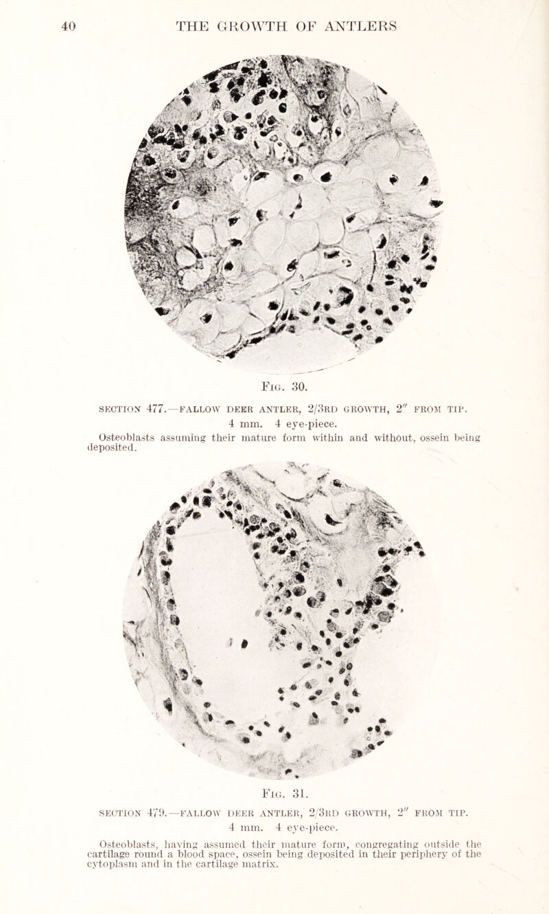 Fig. 30. SECTION 477.—FALLOW DEER ANTLER, 2/3RD GROWTH, 2 FROM TIP. 4 mm. 4 eye-piece. Osteoblasts assuming their mature form within and without, ossein being deposited. Fig. 31. SECTION 479.—FALLOW DEER ANTLER, 2/3RD GROWTH, 2 FROM TIP. 4 mm. 4 eye-piece. Osteoblasts, having assumed their mature form, congregating outside the cartilage round a blood space, ossein being deposited in their periphery of the cytoplasm and in the cartilage matrix.