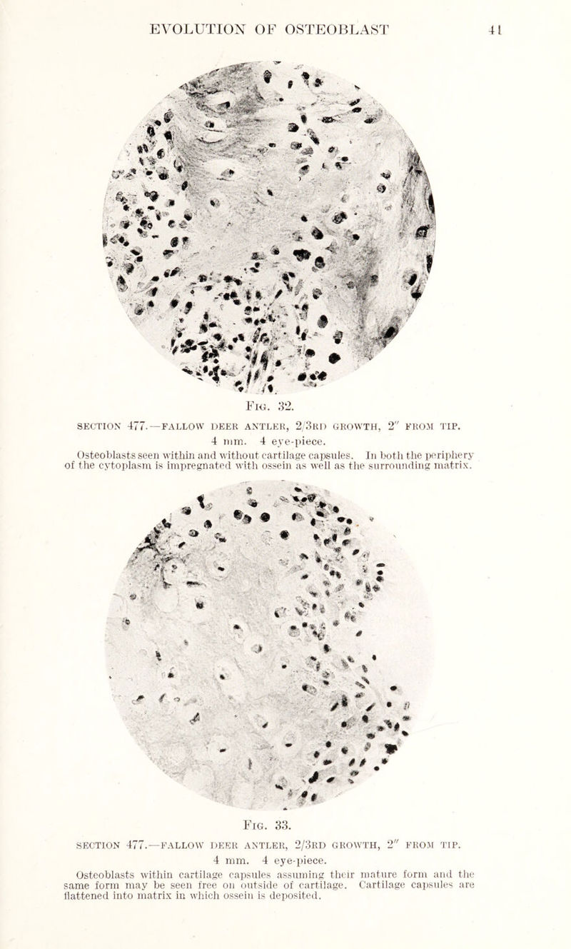 Fig. 32. SECTION 477.—FALLOW DEER ANTLER, 2/3RD GROWTH, 2 FROM TIP. 4 mm. 4 eye-piece. Osteoblasts seen within and without cartilage capsules. In both the periphery of the cytoplasm is impregnated with ossein as well as the surrounding matrix. i * * . ?■ v wlf I* % * -#■ i.o l t,“; , . i « /* / * » • % m<%$m m # • * * <*> # # * # <r * Fig. 33. SECTION 477.—FALLOW DEER ANTLER, 2/3RD GROWTH, 2 FROM TIP. 4 mm. 4 eye-piece. Osteoblasts within cartilage capsules assuming their mature form and the same form may be seen free on outside of cartilage. Cartilage capsules are flattened into matrix in which ossein is deposited.