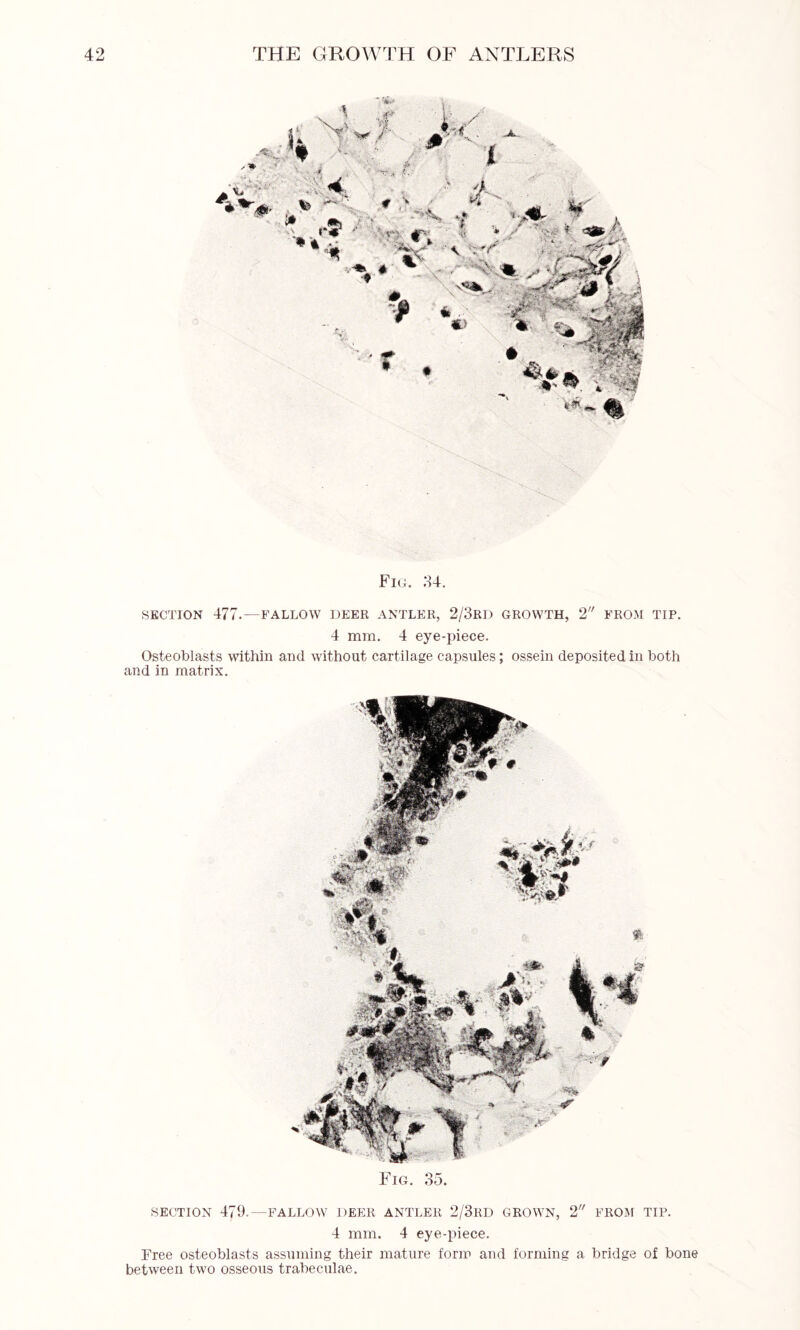 Fig. 34. SECTION 477.—FALLOW DEER ANTLER, 2/3RD GROWTH, 2 FROM TIP. 4 mm. 4 eye-piece. Osteoblasts within and without cartilage capsules; ossein deposited in both and in matrix. Fig. 35. SECTION 479. —FALLOW DEER ANTLER 2/3RD GROWN, 2 FROM TIP. 4 mm. 4 eye-piece. Free osteoblasts assuming their mature form and forming a bridge of bone between two osseous trabeculae.