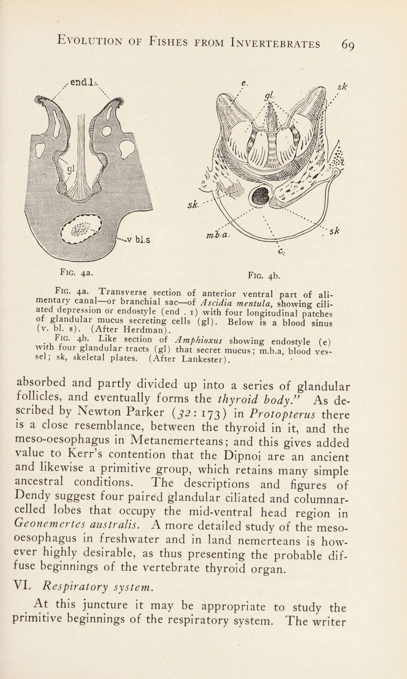 Fig. 4a. Transverse section of anterior ventral part of ali- mentary canal—or branchial sac—of Ascidia mentula, showing cili- ated depression or endostyle (end . i) with four longitudinal patches of glandular mucus secreting cells (gl). Below is a blood sinus (v. bl. s). (After Herdman). Fig. 4b. Like section of Amphioxus showing endostyle (e) with four glandular tracts (gl) that secret mucus; m.b.a, blood ves- sel, sk, skeletal plates. (After Lankester). absorbed and partly divided up into a series of glandular follicles, and eventually forms the thyroid body.” As de- scribed by Newton Parker (j2: 173) in Protopterus there is a close resemblance, between the thyroid in it, and the meso-oesophagus in Metanemerteans; and this gives added \alue to Keri s contention that the Dipnoi are an ancient and likewise a primitive group, which retains many simple ancestral conditions. The descriptions and figures of Dendy suggest four paired glandular ciliated and columnar- celled lobes that occupy the mid-ventral head region in Geonemertes australis. A more detailed study of the meso- oesophagus in freshwater and in land nemerteans is how- ever highly desirable, as thus presenting the probable dif- fuse beginnings of the vertebrate thyroid organ. VI. Respiratory system. At this juncture it may be appropriate to study the primitive beginnings of the respiratory system. The writer