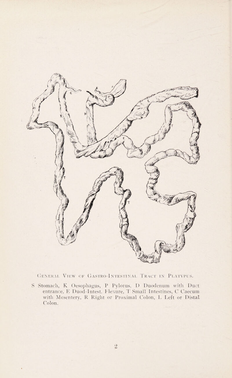 General View of G astro-Intestinal Tract in Platypus. S Stomach, K Oesophagus, P Pylorus, D Duodenum with Duct entrance. E Duod-Intest. Flexure, T Small Intestines, C Caecum with Mesentery, R Right or Proximal Colon, L Left or Distal Colon. 9