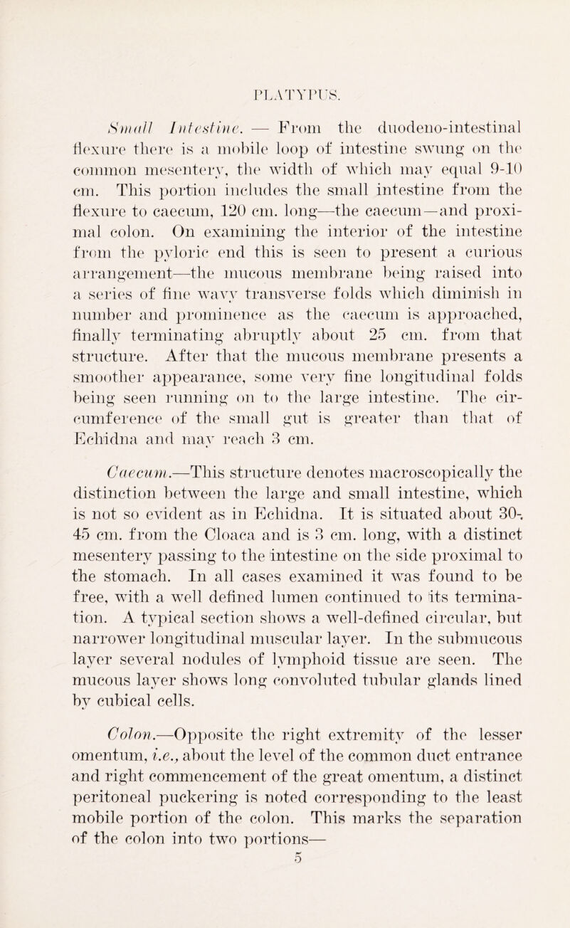 Small Intestine. — From the duodeno-intestinal flexure there is a mobile loop of intestine swung on the common mesentery, the width of which may equal 9-10 cm. This portion includes the small intestine from the flexure to caecum, 120 cm. long—the caecum—and proxi- mal colon. On examining the interior of the intestine from the pyloric end this is seen to present a curious arrangement—the mucous membrane being raised into a series of fine wavy transverse folds which diminish in number and prominence as the caecum is approached, finally terminating abruptly about 25 cm. from that structure. After that the mucous membrane presents a smoother appearance, some very fine longitudinal folds being seen running on to the large intestine. The cir- cumference of the small gut is greater than that of Echidna and mav reach 3 cm. %j Caecum.—This structure denotes macroscopically the distinction between the large and small intestine, which is not so evident as in Echidna. It is situated about 30- 45 cm. from the Cloaca and is 3 cm. long, with a distinct mesentery passing to the intestine on the side proximal to the stomach. In all cases examined it was found to be free, with a well defined lumen continued to its termina- tion. A typical section shows a well-defined circular, but narrower longitudinal muscular layer. In the submucous layer several nodules of lymphoid tissue are seen. The mucous layer shows long convoluted tubular glands lined bv cubical cells. Colon.—Opposite the right extremity of the lesser omentum, i.e., about the level of the common duct entrance and right commencement of the great omentum, a distinct peritoneal puckering is noted corresponding to the least mobile portion of the colon. This marks the separation of the colon into two portions—