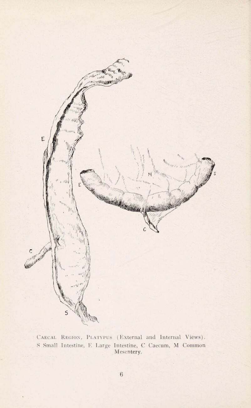 Caecal Region, Platypus (External and Internal Views). S Small Intestine, E Large Intestine, C Caecum, M Common Mesentery.