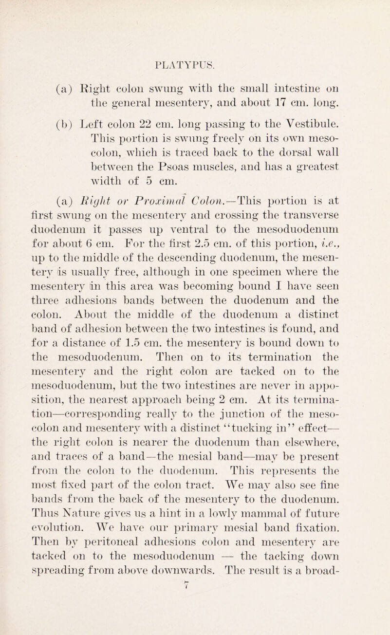 (a) Eight colon swung with the small intestine on the general mesentery, and about 17 cm. long. (b) Left colon 22 cm. long passing to the Vestibule. This portion is swung freely on its own meso- colon, which is traced back to the dorsal wall between the Psoas muscles, and has a greatest width of 5 cm. (a) Bight or Proximal Colon.—This portion is at first swung on the mesentery and crossing the transverse duodenum it passes up ventral to the mesoduodenum for about 6 cm. For the first 2.5 cm. of this portion, i.e., up to the middle of the descending duodenum, the mesen- tery is usually free, although in one specimen where the mesentery in this area was becoming bound I have seen three adhesions bands between the duodenum and the colon. About the middle of the duodenum a distinct band of adhesion between the two intestines is found, and for a distance of 1.5 cm. the mesentery is bound down to the mesoduodenum. Then on to its termination the mesentery and the right colon are tacked on to the mesoduodenum, but the two intestines are never in appo- sition, the nearest approach being 2 cm. At its termina- tion—corresponding really to the junction of the meso- colon and mesentery with a distinct6 c tucking in ’ ’ effect— the right colon is nearer the duodenum than elsewhere, and traces of a band—the mesial band—may be present from the colon to the duodenum. This represents the most fixed part of the colon tract. We may also see fine bands from the back of the mesentery to the duodenum. Thus Nature gives us a hint in a lowly mammal of future evolution. We have our primary mesial band fixation. Then by peritoneal adhesions colon and mesentery are tacked on to the mesoduodenum — the tacking down spreading from above downwards. The result is a broad- h* (