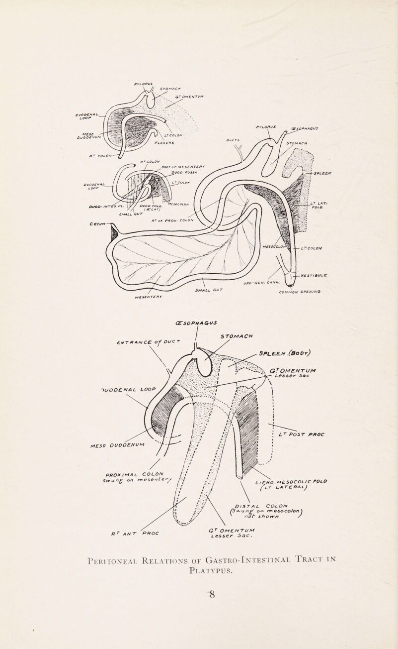 PYLORUS OESOPHAGUS Peritoneal Relations of Gastro-Intestinal Iragt in Platypus.