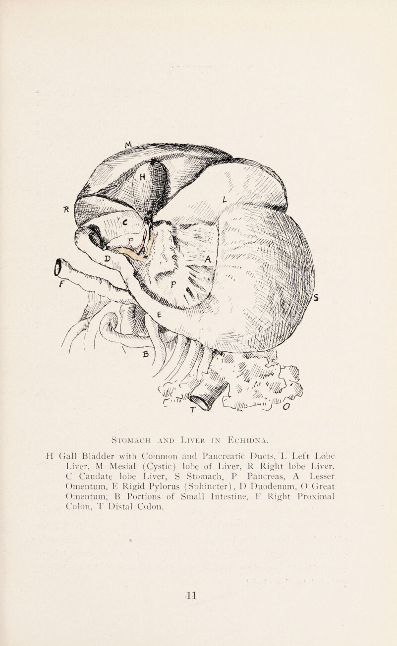 Stomach and Liver in Echidna. H (iall Bladder with Common and Pancreatic Ducts, L Left Lobe Liver, M Mesial (Cystic) lobe of Liver, R Right lobe Liver, C Caudate lobe Liver, S Stomach, P Pancreas, A Lesser Omentum, E Rigid Pylorus (Sphincter), 1) Duodenum, () Great Omentum, B Portions of Small Intestine, F Right Proximal Colon, T Distal Colon.