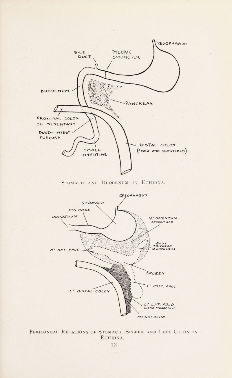 OESOPHAGUS Peritoneal Relations of Stomach, Spleen and Left Colon in Echidna.