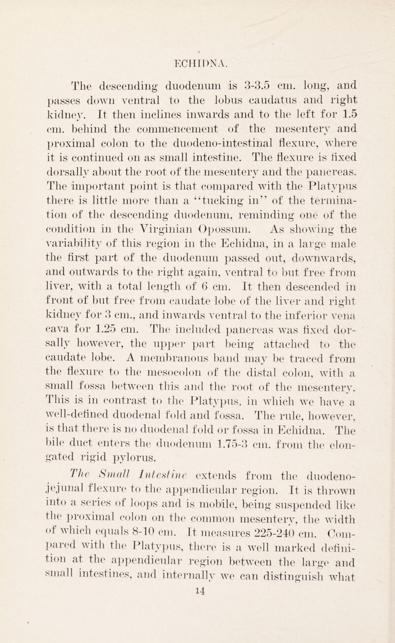 The descending duodenum is 3-3.5 cm. long, and passes down ventral to the lobus caudatus and right kidney. It then inclines inwards and to the left for 1.5 cm. behind the commencement of the mesentery and proximal colon to the duodeno-intestinal flexure, where it is continued on as small intestine. The flexure is fixed dorsallv about the root of the mesentery and the pancreas.. The important point is that compared with the Platypus there is little more than a “tucking in” of the termina- tion of the descending duodenum, reminding one of the condition in the Virginian Opossum. As showing the variability of this region in the Echidna, in a large male the first part of the duodenum passed out, downwards, and outwards to the right again, ventral to but free from liver, with a total length of 6 cm. It then descended in front of but fi *ee from caudate lobe of the liver and right kidney for 3 cm., and inwards ventral to the inferior vena cava for 1.25 cm. The included pancreas was fixed dor- sallv however, the upper part being attached to the caudate lobe. A membranous band may be traced from the flexure to the mesocolon of the distal colon, with a small fossa between this and the root of the mesentery. • This is in contrast to the Platypus, in which we have a well-defined duodenal fold and fossa. The rule, however, is that there is no duodenal fold or fossa in Echidna, The bile duct enters the duodenum 1.75-3 cm. from the elon- gated rigid pylorus. The Small Intestine extends from the duodeno- jejunal flexure to the appendicular region. It is thrown into a series of loops and is mobile, being suspended like the proximal colon on the common mesentery, the width of which equals 8-10 cm. It measures 225-240 cm. Com- pared with the Platypus, there is a well marked defini- tion at the appendicular region between the large and small intestines, and internally we can distinguish what