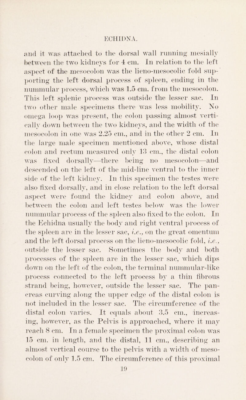 and it was attached to the dorsal wall running mesially between the two kidneys for 4 cm. In relation to the left aspect of the mesocolon was the lieno-mesocolic fold sup- porting the left dorsal process of spleen, ending in the nummular process, which was 1.5 cm. from the mesocolon. This left splenic process was outside the lesser sac. In two other male specimens there was less mobility. No omega loop was present, the colon passing almost verti- cally down between the two kidneys, and the width of the mesocolon in one was 2.25 cm., and in the other 2 cm. In the large male specimen mentioned above, whose distal colon and rectum measured only 13 cm., the distal colon was fixed dorsally—there being no mesocolon—and descended on the left of the mid-line ventral to the inner side of the left kidney. In this specimen the testes were also fixed dorsally, and in close relation to the left dorsal aspect were found the kidney and colon above, and between the colon and left testes below was the lower nummular process of the spleen also fixed to the colon. In the Echidna usually the body and right ventral process of the spleen are in the lesser sac, i.e., on the great omentum and the left dorsal process on the lieno-mesocolic fold, i.e., outside the lesser sac. Sometimes the body and both processes of the spleen are in the lesser sac, which dips down on the left of the colon, the terminal nummular-like process connected to the left process by a thin fibrous strand being, however, outside the lesser sac. The pan- creas curving along the upper edge of the distal colon is not included in the lesser sac. The circumference of the distal colon varies. It equals about 3.5 cm., increas- ing, however, as the Pelvis is approached, where it may reach 8 cm. In a female specimen the proximal colon was 15 cm. in length, and the distal, 11 cm., describing an almost vertical course to the pelvis with a width of meso- colon of only 1.5 cm. The circumference of this proximal